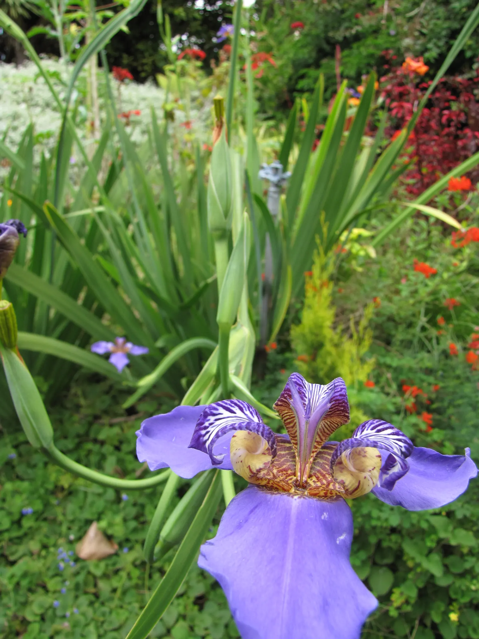 Apostle Plant (Neomarica Caerulea) — grassy clump.<br><br>Providing the Apostle Plant with consistent moisture is vital; in spring, this iris, image 105