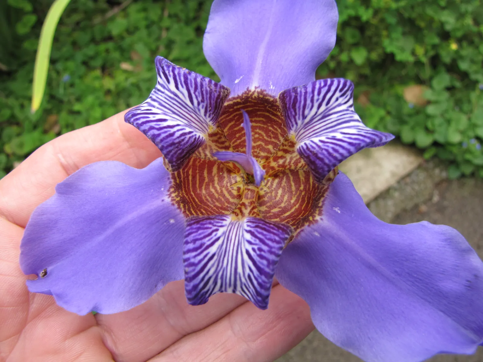 Apostle Plant (Neomarica Caerulea) — In spring, this iris relative showcases striking blue to purple blooms with ornate maroon patterns; making it a, image 60