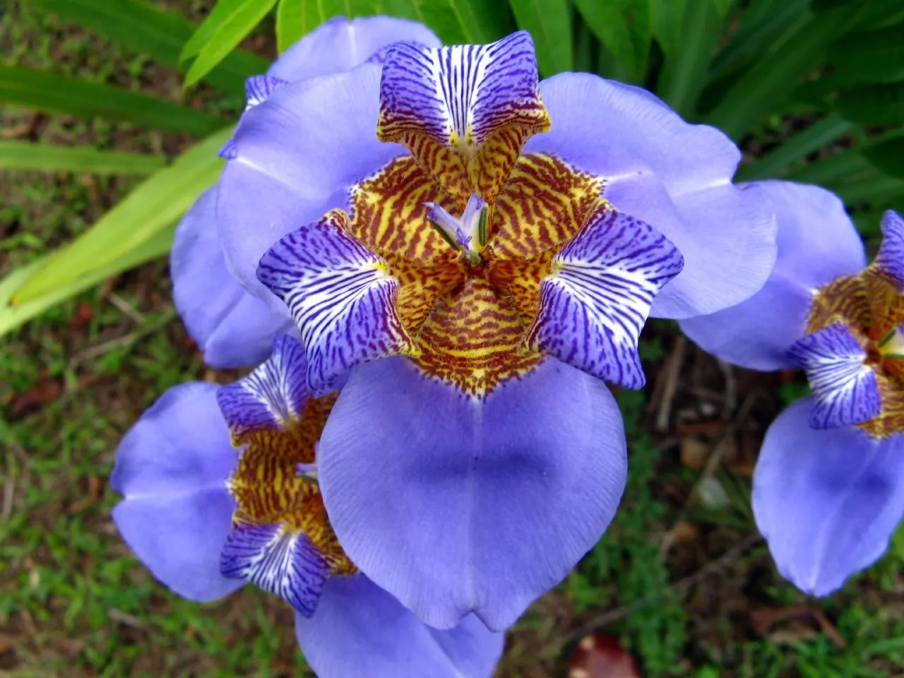 Apostle Plant (Neomarica Caerulea) — making it an excellent choice for adding lush; making it a low-maintenance choice for the discerning gardener, image 152