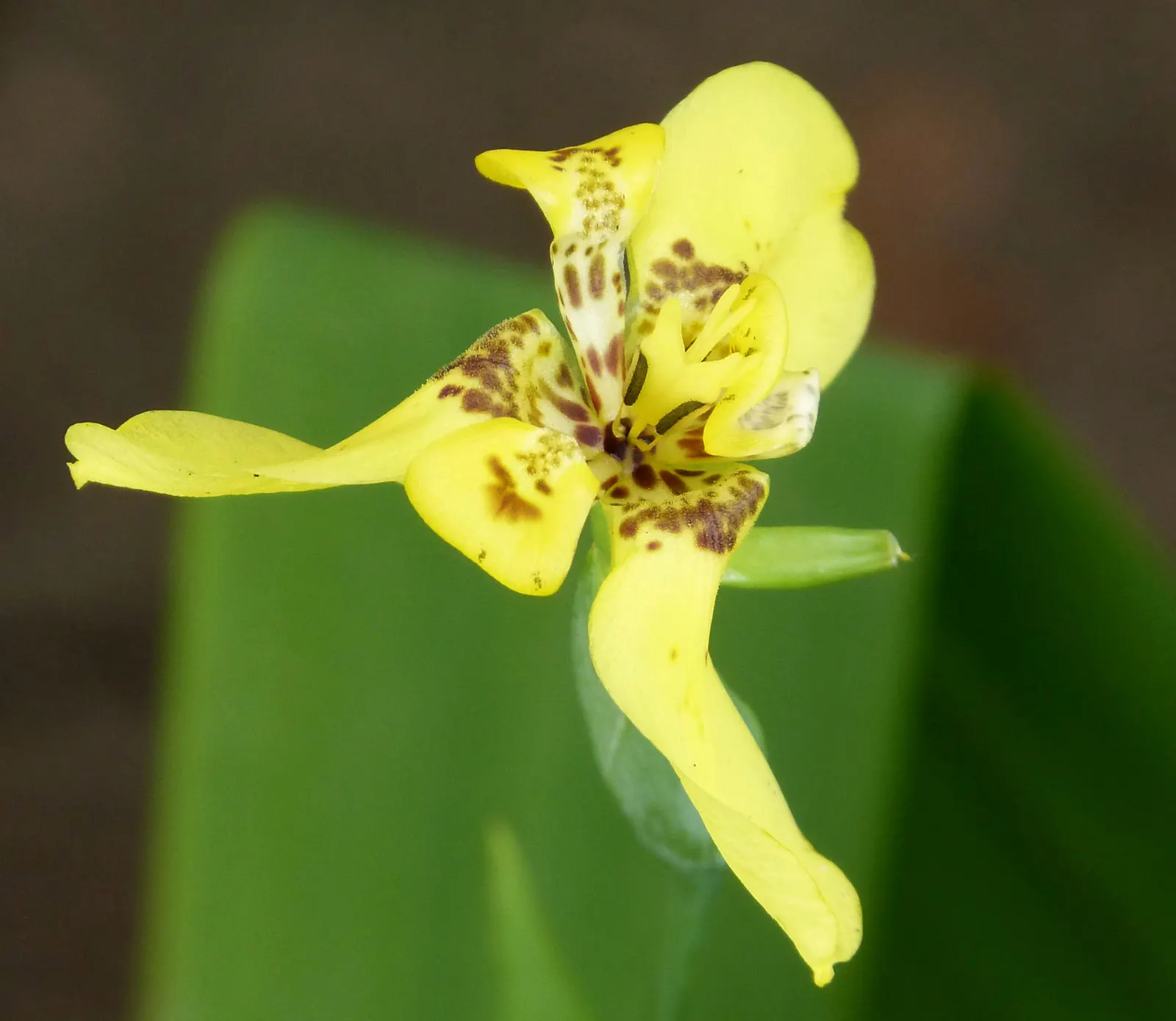 Apostle Plant (Neomarica Caerulea) — Native to the tropical regions of Central and South America, it flourishes in USDA hardiness zones 9 to 11; in spring