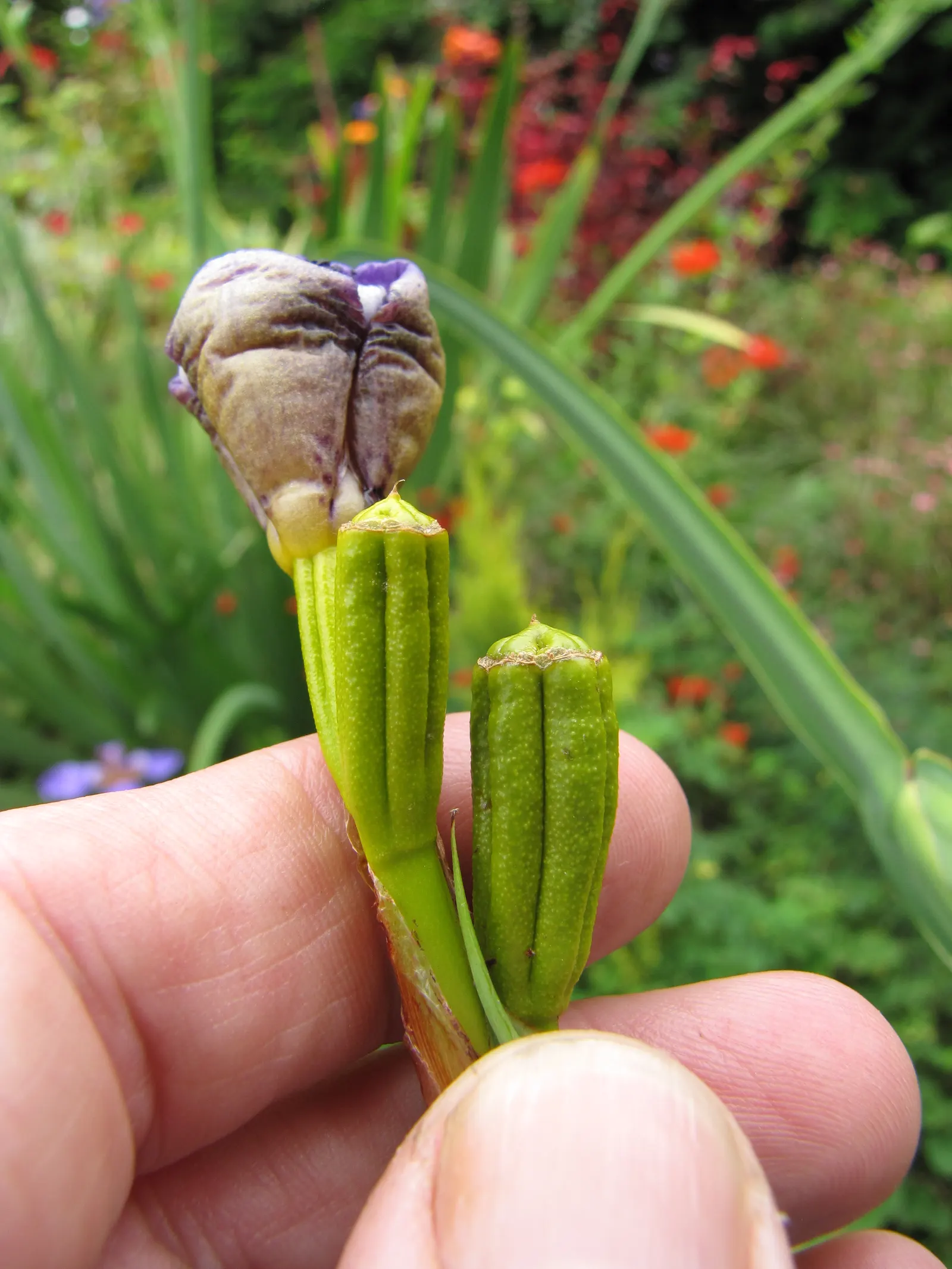 Apostle Plant (Neomarica Caerulea) — Blooms typically appear in the spring and summer, presenting a showy display; it thrives in partial to full shade