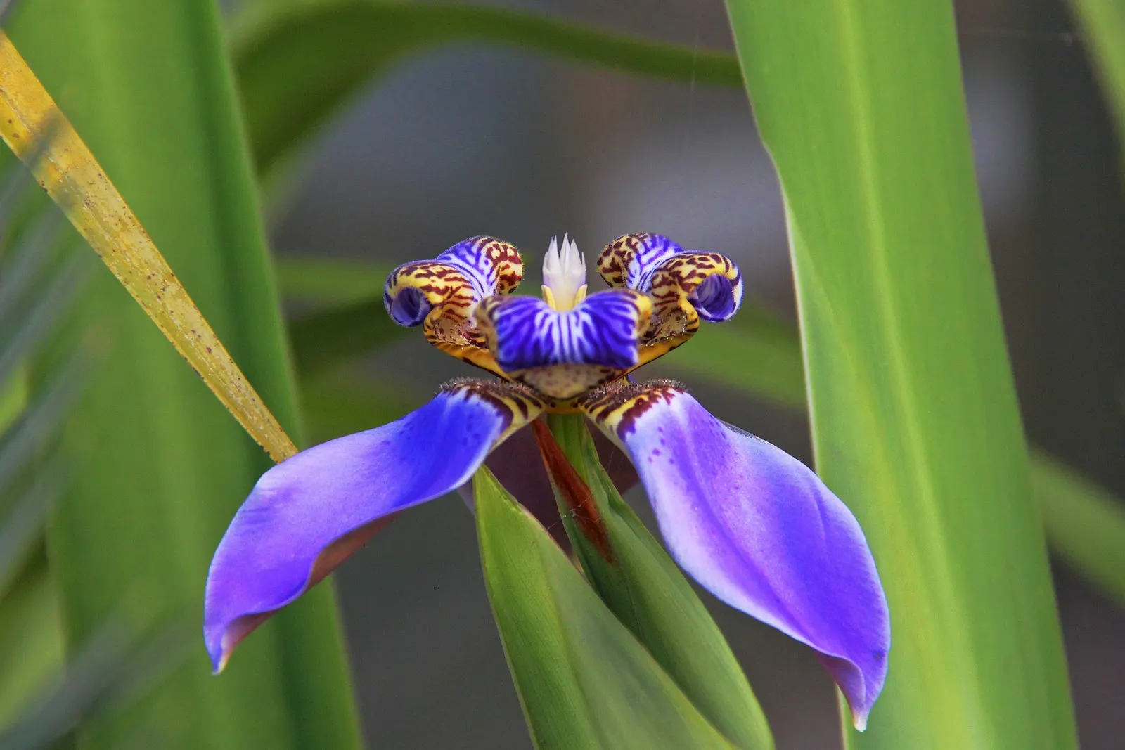 Apostle Plant (Neomarica Caerulea) — making it an excellent choice for adding lush; making it a low-maintenance choice for the discerning gardener, image 96