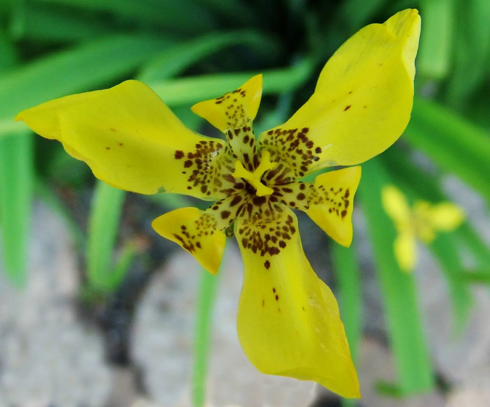 Apostle Plant (Neomarica Caerulea) — is a captivating perennial that adds a tropical touch to any garden