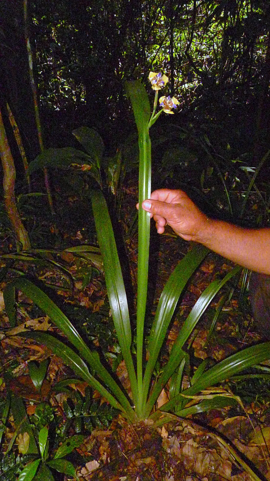 Apostle Plant (Neomarica Caerulea) — "Apostle Plant," stems from the belief that it flowers only when the plant has twelve leaves
