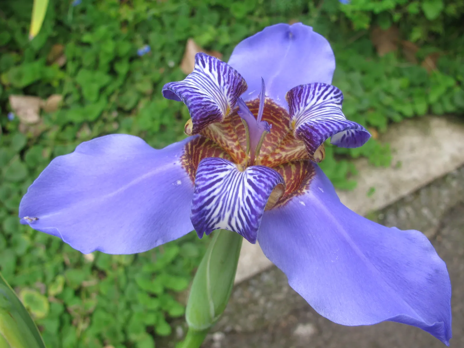 Apostle Plant (Neomarica Caerulea) — In spring, this iris relative showcases striking blue to purple blooms with ornate maroon patterns; making it a, image 116