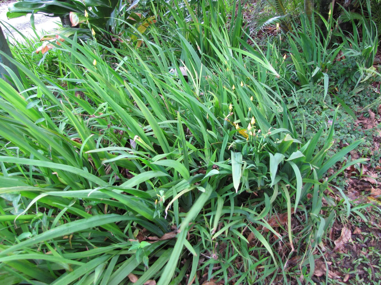 Apostle Plant (Neomarica Caerulea) — green textures under the canopy of taller trees or in those shadier areas of the garden; in spring, this iris, image 125