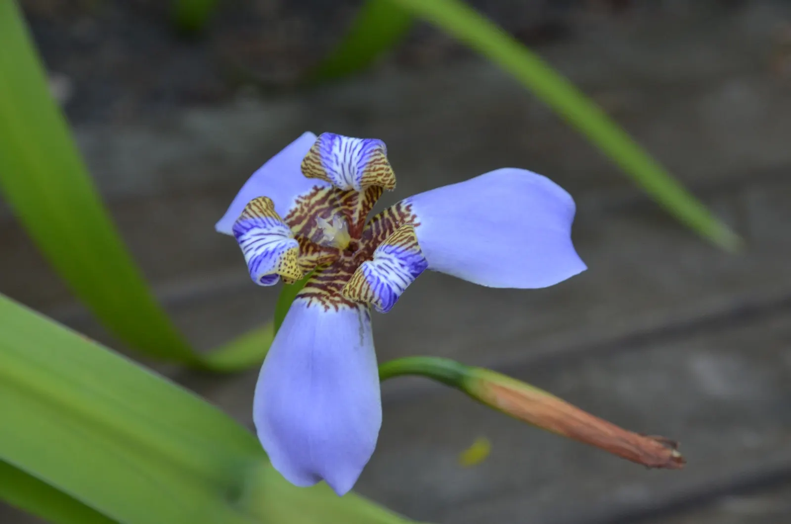 Apostle Plant (Neomarica Caerulea) — blue flowers in the garden; it thrives in partial to full shade, image 82