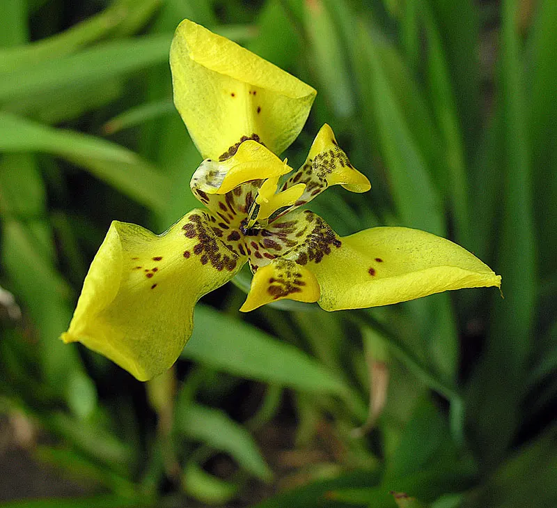 Apostle Plant (Neomarica Caerulea) — perennial with blue blooms
