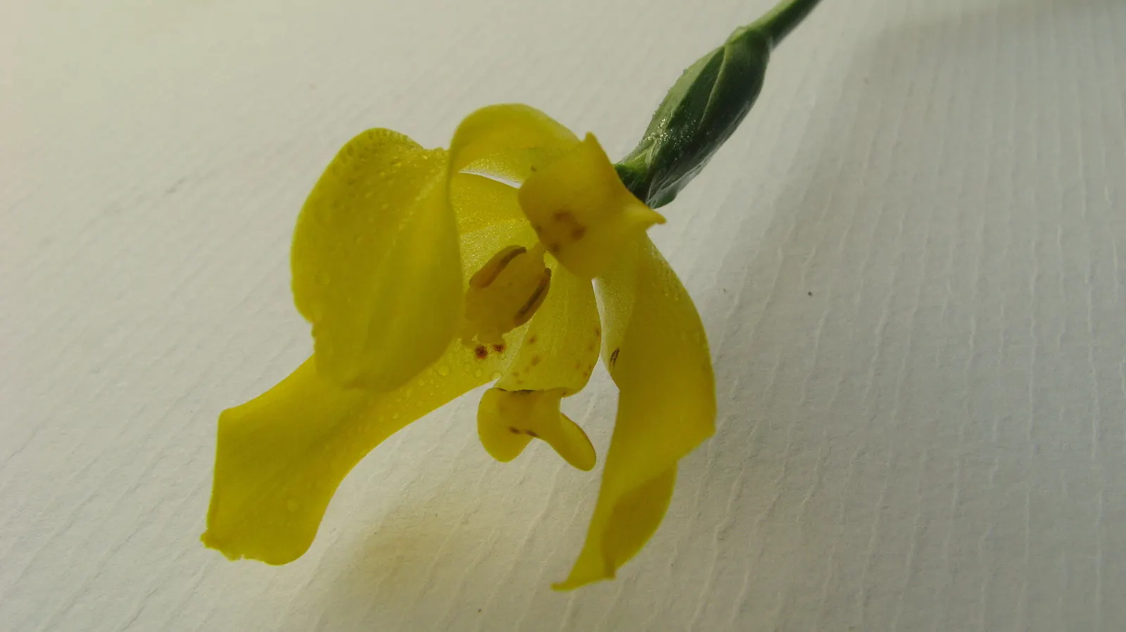 Apostle Plant (Neomarica Caerulea) — "Apostle Plant," stems from the belief that it flowers only when the plant has twelve leaves; it thrives in, image 122