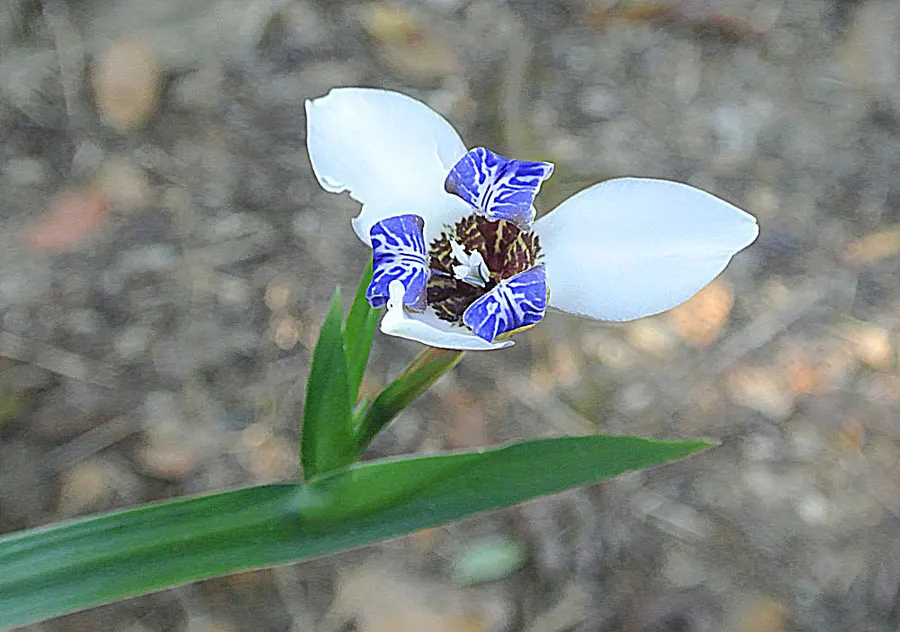 Apostle Plant (Neomarica Caerulea) — making it an excellent choice for adding lush; making it a low-maintenance choice for the discerning gardener, image 68