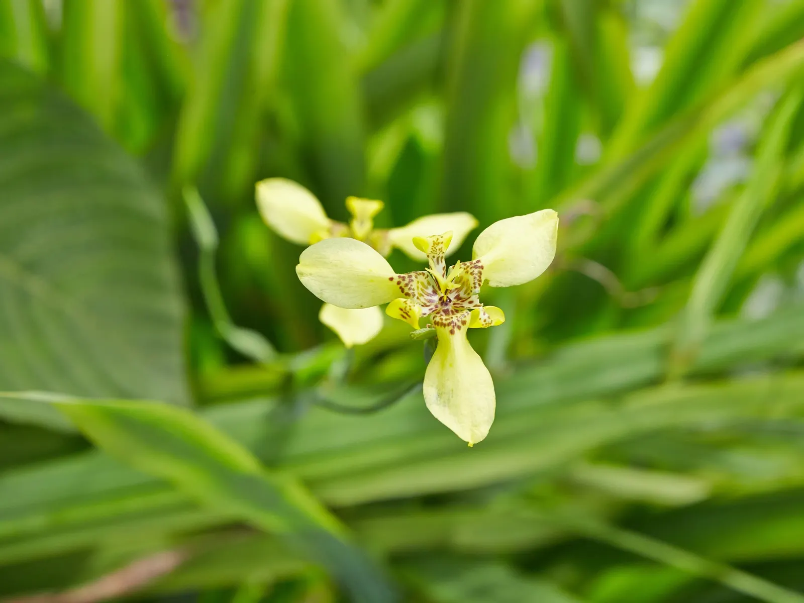 Apostle Plant (Neomarica Caerulea) — reaching up to 3 feet long; it thrives in partial to full shade, image 58