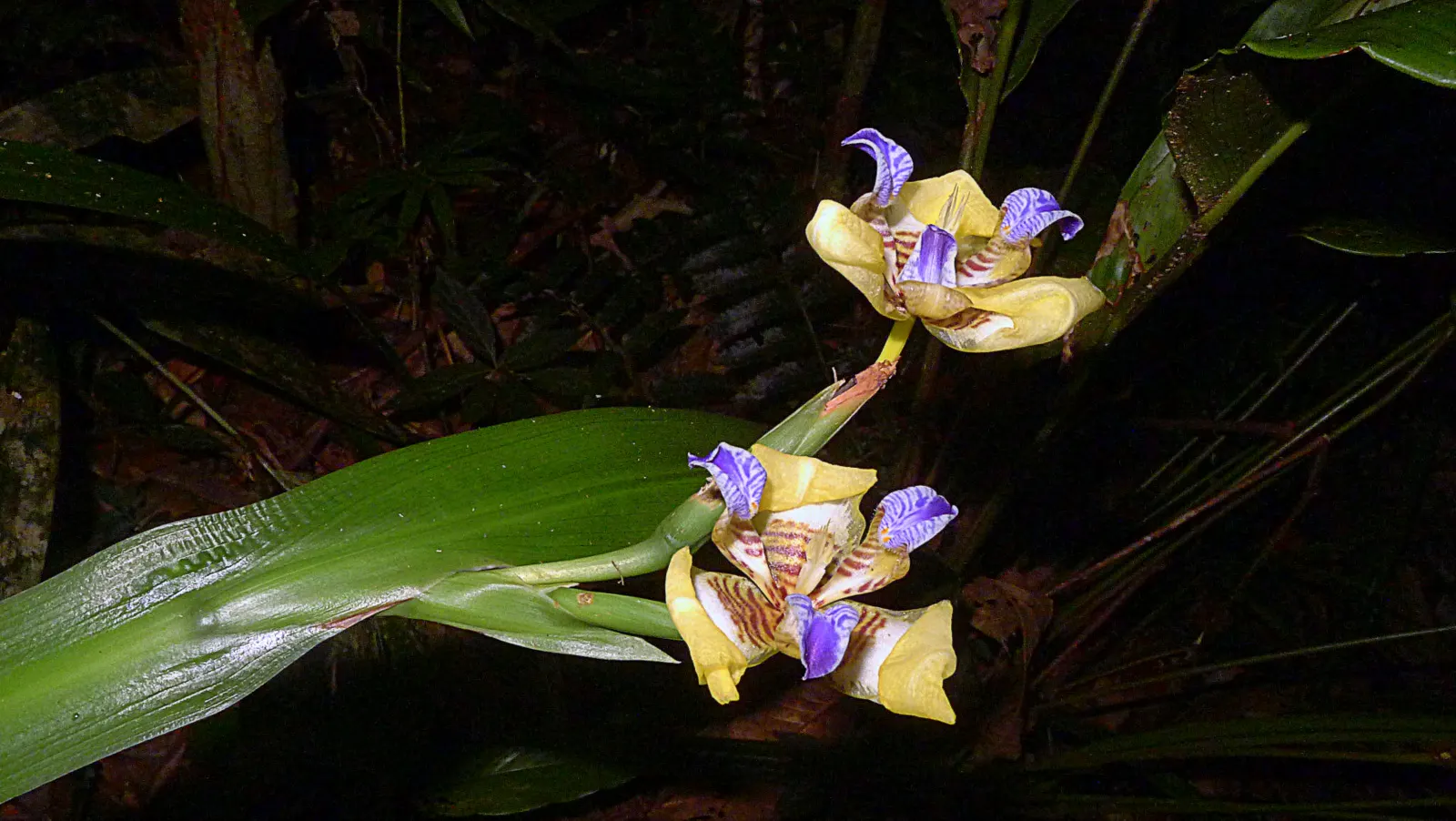 Apostle Plant (Neomarica Caerulea) — evergreen leaves that create a dense; making it a low-maintenance choice for the discerning gardener, image 104