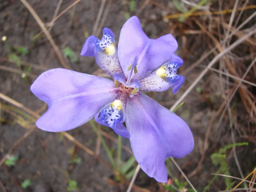 Apostle Plant (Neomarica Caerulea) — green textures under the canopy of taller trees or in those shadier areas of the garden