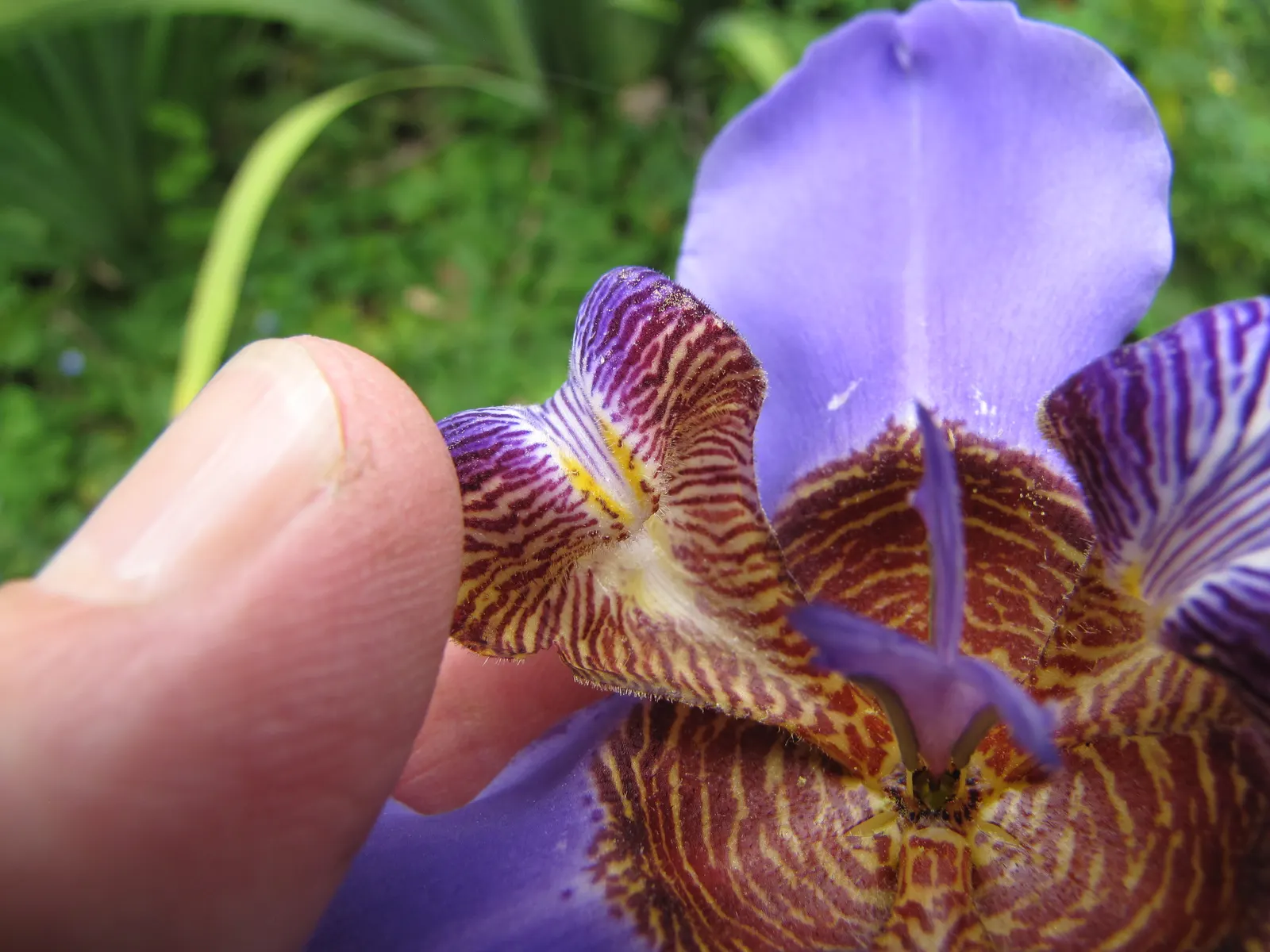 Apostle Plant (Neomarica Caerulea) — It earns its name by typically flowering when it sports 12 or more foliage fans; blooms typically appear in, image 143