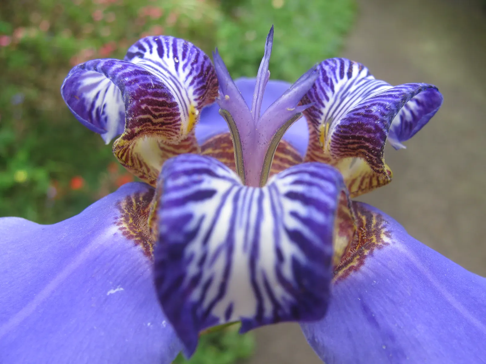Apostle Plant (Neomarica Caerulea) — with a preference for slightly acidic to neutral pH levels.<br><br>It boasts iris-like; blooms typically, image 71