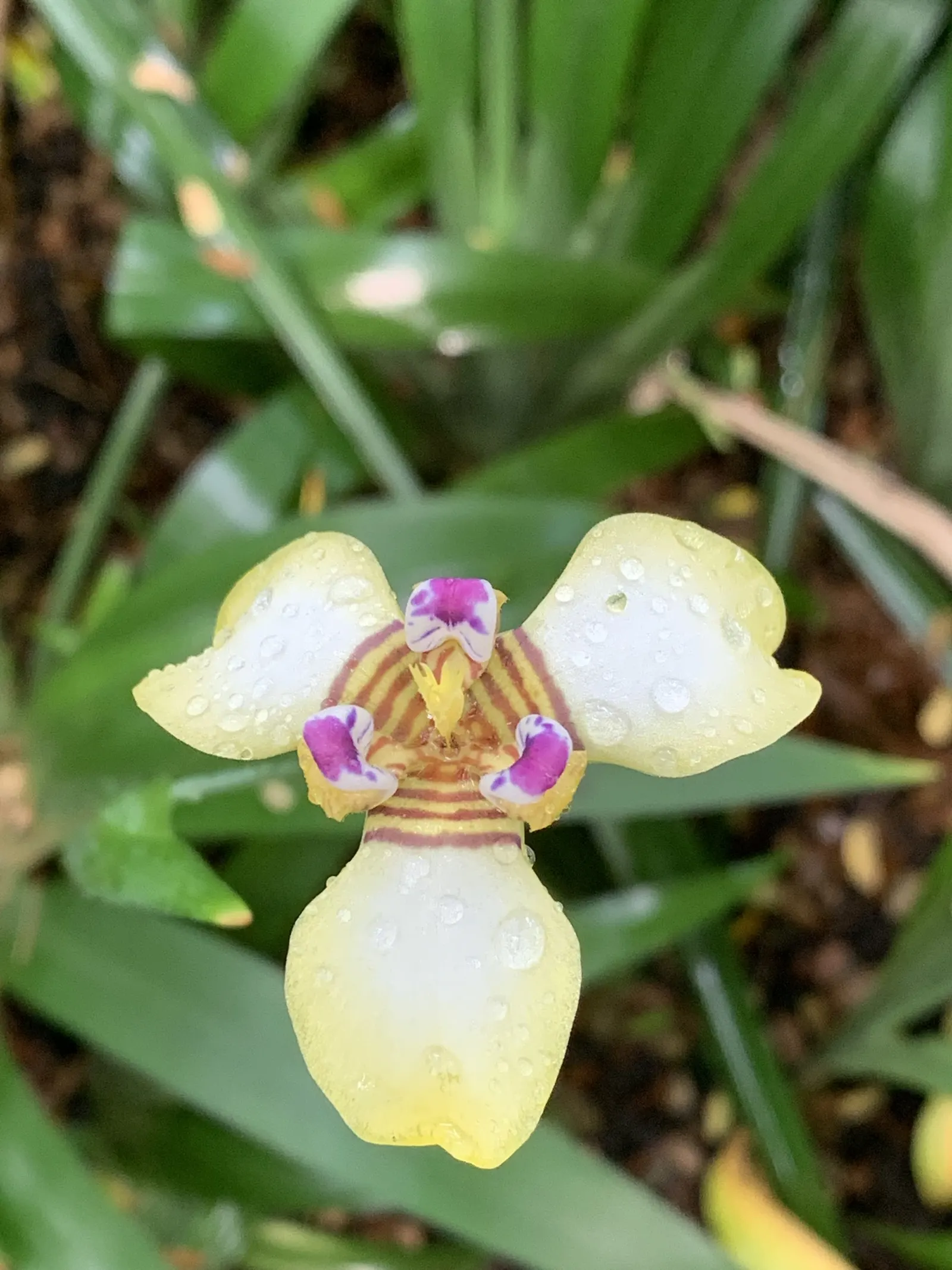 Apostle Plant (Neomarica Caerulea) — making it a low-maintenance choice for the discerning gardener; in spring, this iris relative showcases, image 137