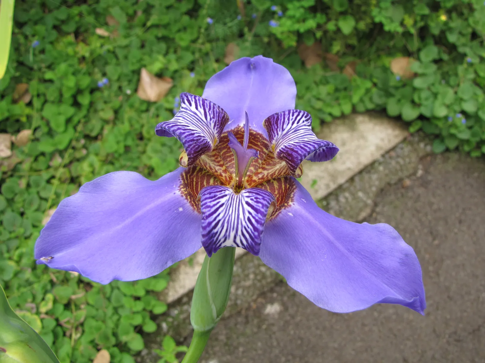 Apostle Plant (Neomarica Caerulea) — elongated petals and ornate maroon patterns near the base; in spring, this iris relative showcases striking, image 129