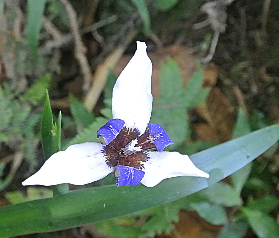 Apostle Plant (Neomarica Caerulea) — Native to the tropical regions of Central and South America, it flourishes in USDA hardiness zones 9 to 11; in, image 65