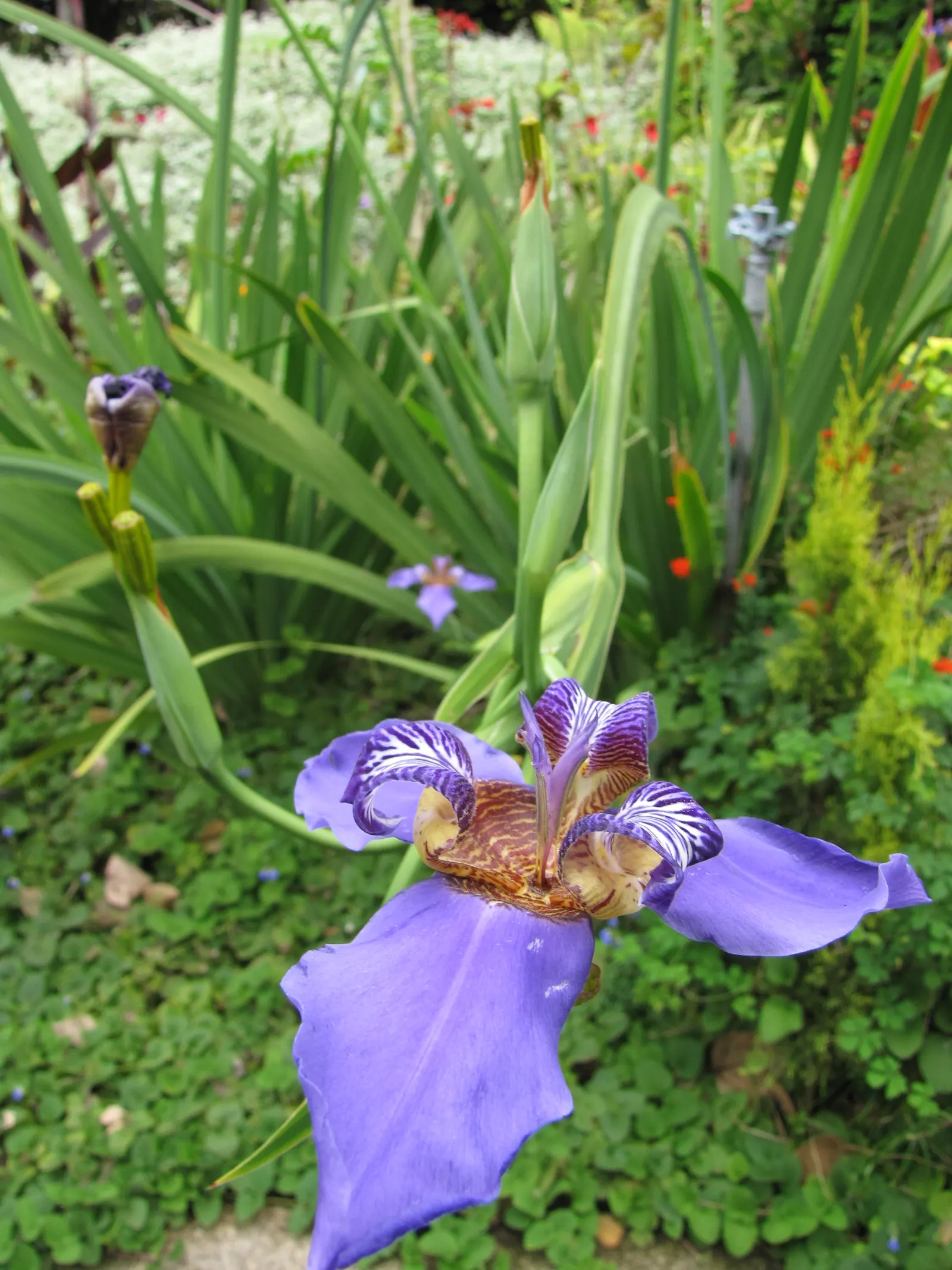 Apostle Plant (Neomarica Caerulea) — reaching up to 3 feet long