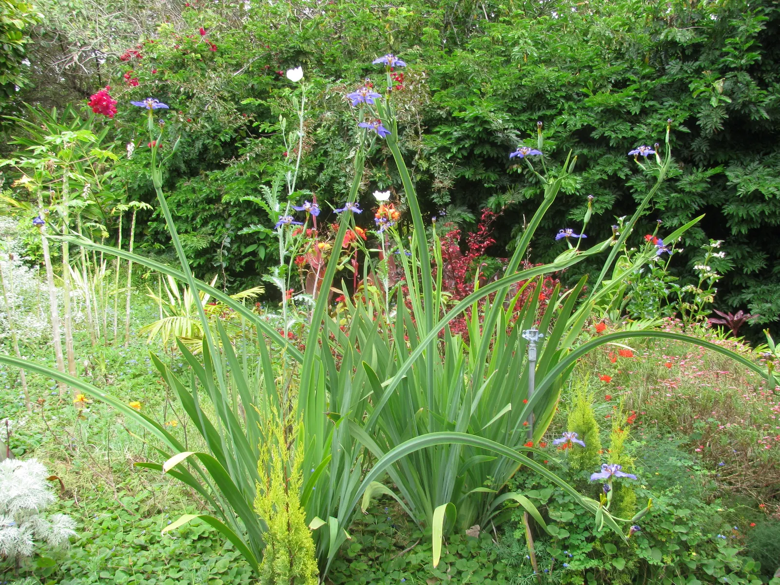 Apostle Plant (Neomarica Caerulea) — with a preference for slightly acidic to neutral pH levels.<br><br>It boasts iris-like