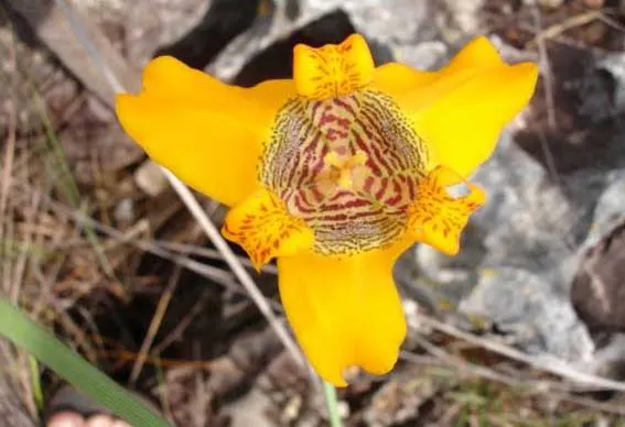 Apostle Plant (Neomarica Caerulea) — It thrives in partial to full shade; blooms typically appear in the spring and summer, presenting a showy, image 67