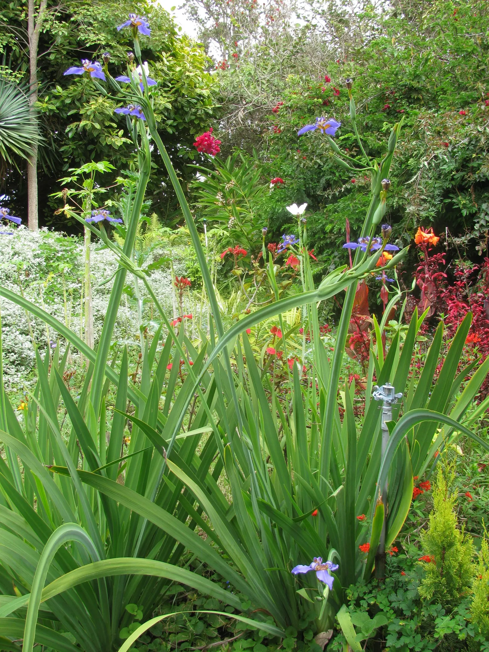 Apostle Plant (Neomarica Caerulea) — reaching up to 3 feet long; it thrives in partial to full shade