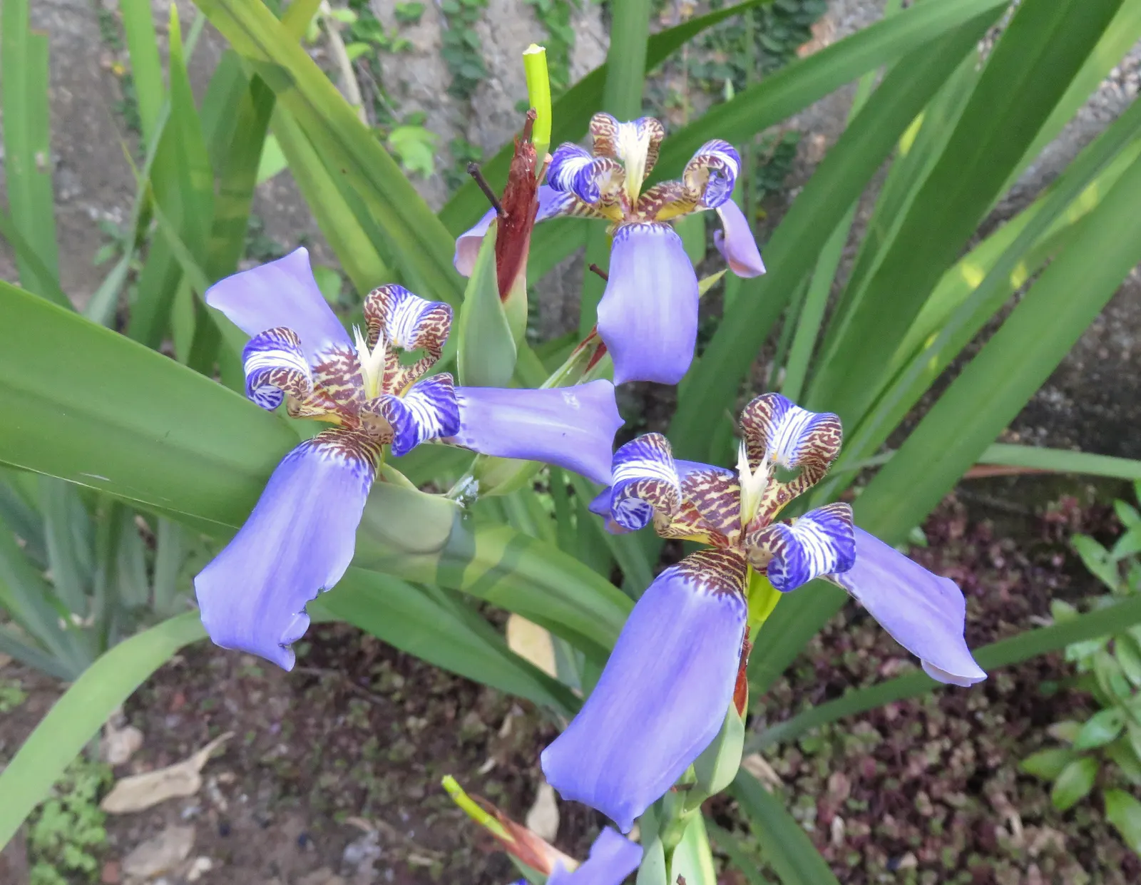 Apostle Plant (Neomarica Caerulea) — scientifically known as Neomarica caerulea; blooms typically appear in the spring and summer, presenting a, image 147