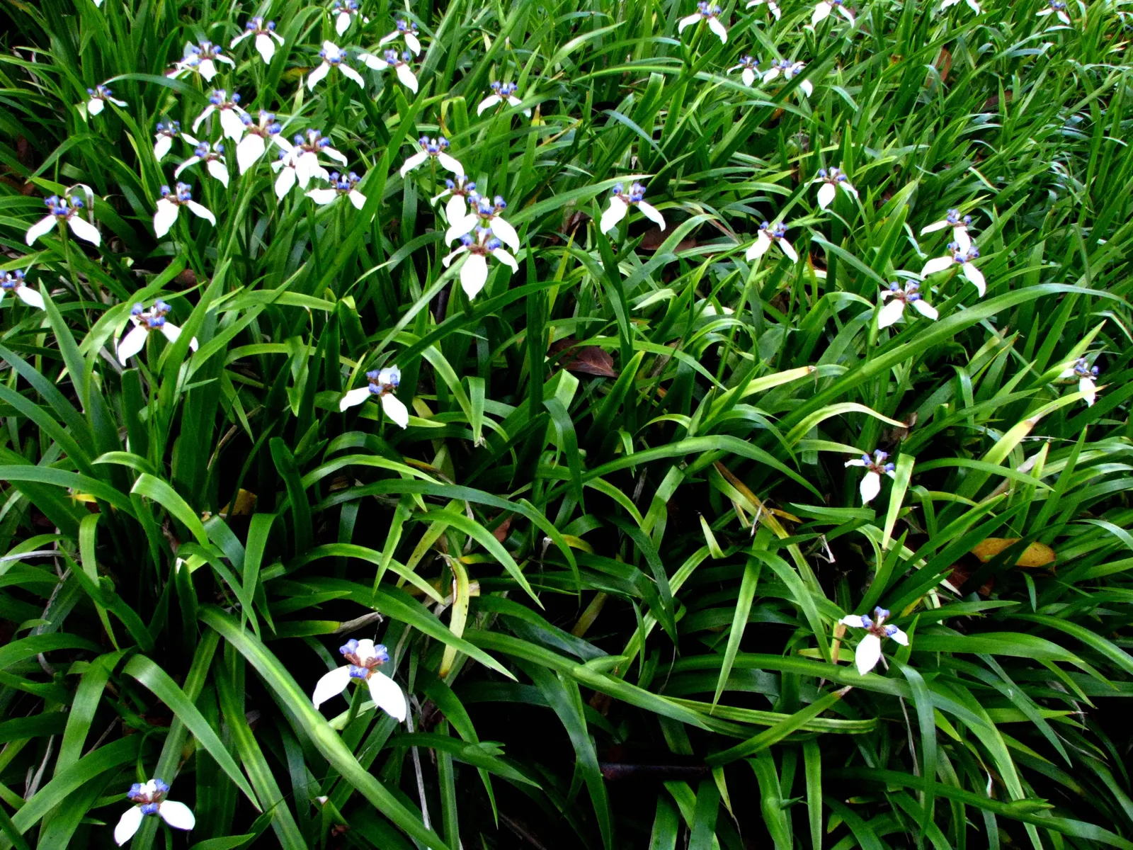 Apostle Plant (Neomarica Caerulea) — The Apostle Plant requires well-draining soil; it thrives in partial to full shade, image 126