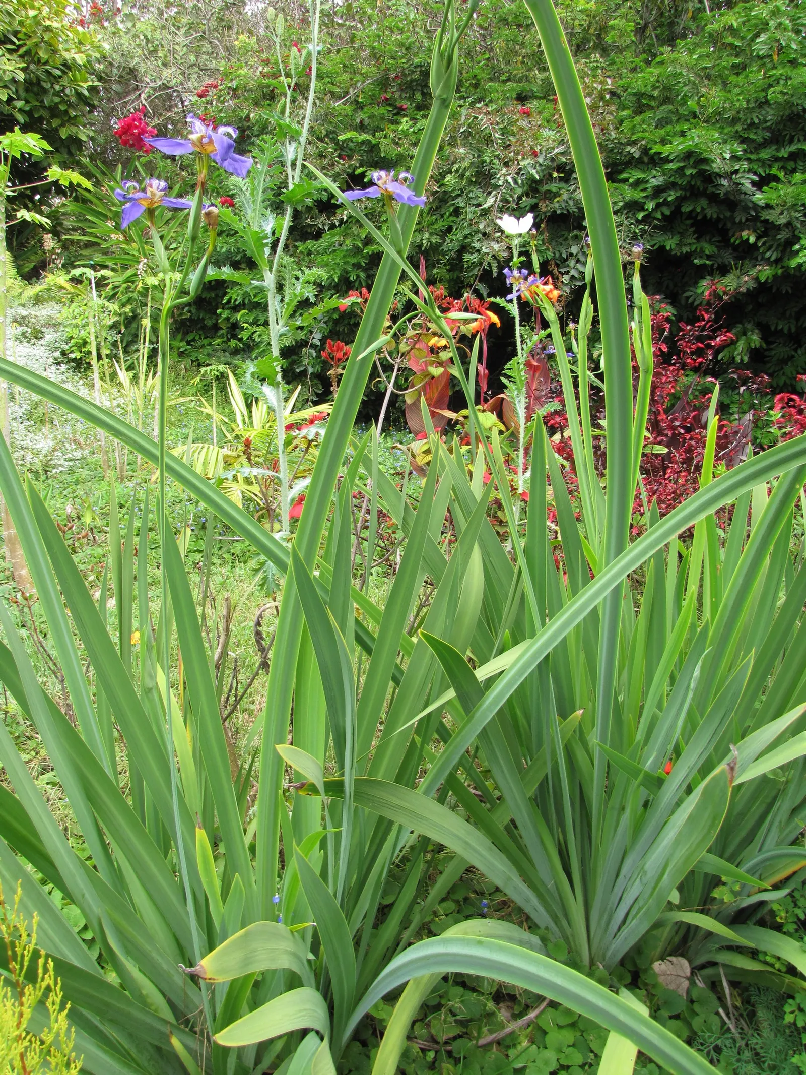 Apostle Plant (Neomarica Caerulea) — is a tropical perennial known for its lush; in spring, this iris relative showcases striking blue to purple, image 57
