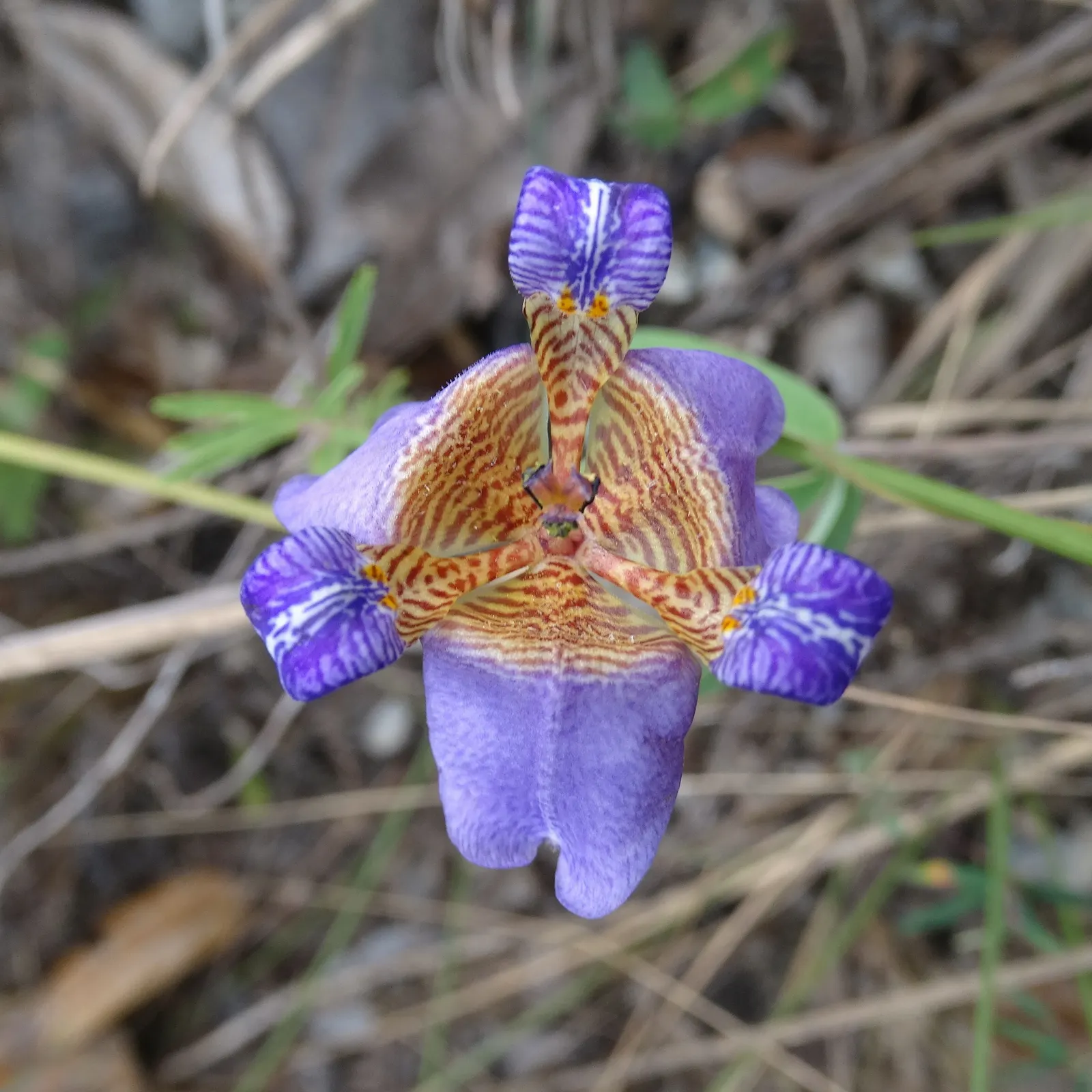 Apostle Plant (Neomarica Caerulea) — It earns its name by typically flowering when it sports 12 or more foliage fans