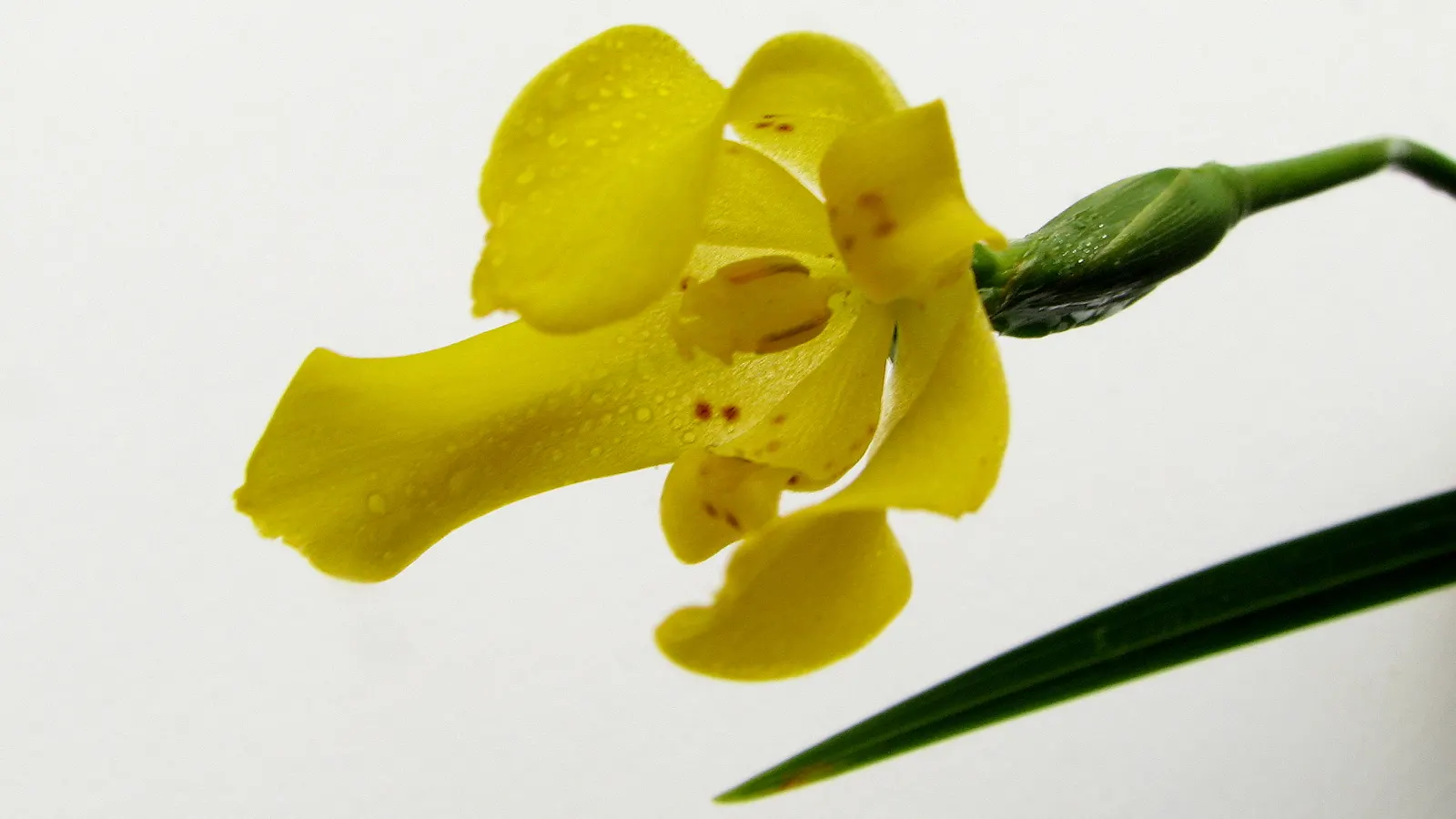 Apostle Plant (Neomarica Caerulea) — reaching up to 3 feet long; it thrives in partial to full shade, image 114