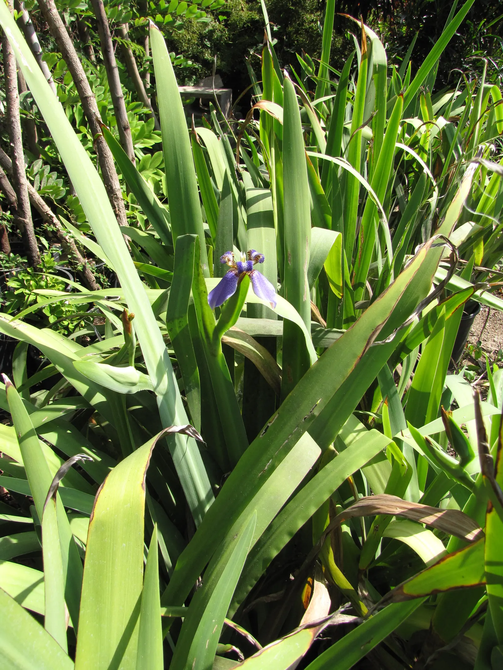 Apostle Plant (Neomarica Caerulea) — green textures under the canopy of taller trees or in those shadier areas of the garden; in spring, this iris, image 97
