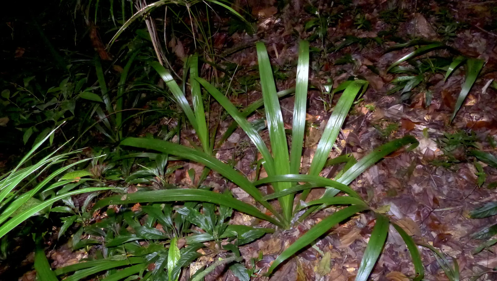 Apostle Plant (Neomarica Caerulea) — but be wary of overwatering; it thrives in partial to full shade