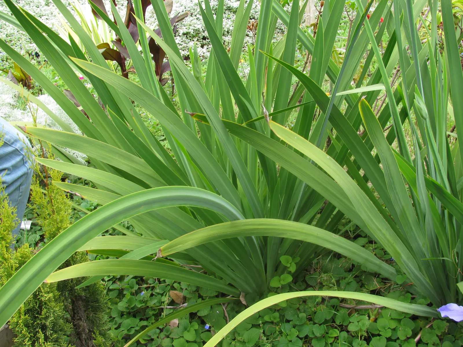 Apostle Plant (Neomarica Caerulea) — making it a low-maintenance choice for the discerning gardener; in spring, this iris relative showcases, image 109