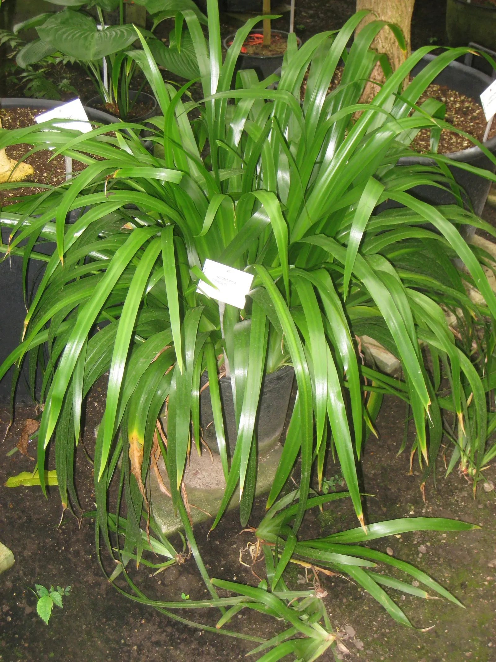 Apostle Plant (Neomarica Caerulea) — perennial with blue blooms; blooms typically appear in the spring and summer, presenting a showy display, image 111
