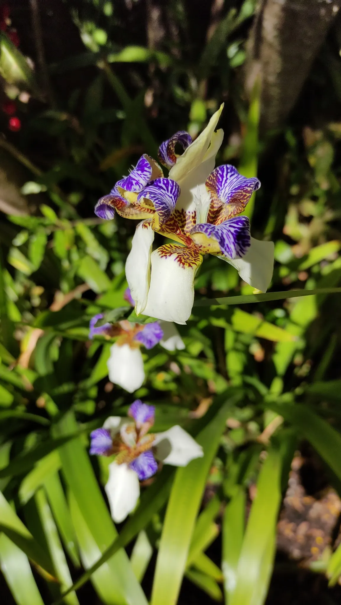 Apostle Plant (Neomarica Caerulea) — Ideal for creating textural contrast in borders or as an accent plant; it thrives in partial to full shade, image 90