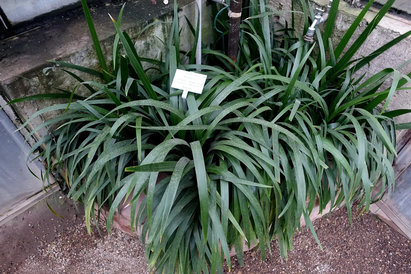 Apostle Plant (Neomarica Caerulea) — elongated petals and ornate maroon patterns near the base; in spring, this iris relative showcases striking blue to purple