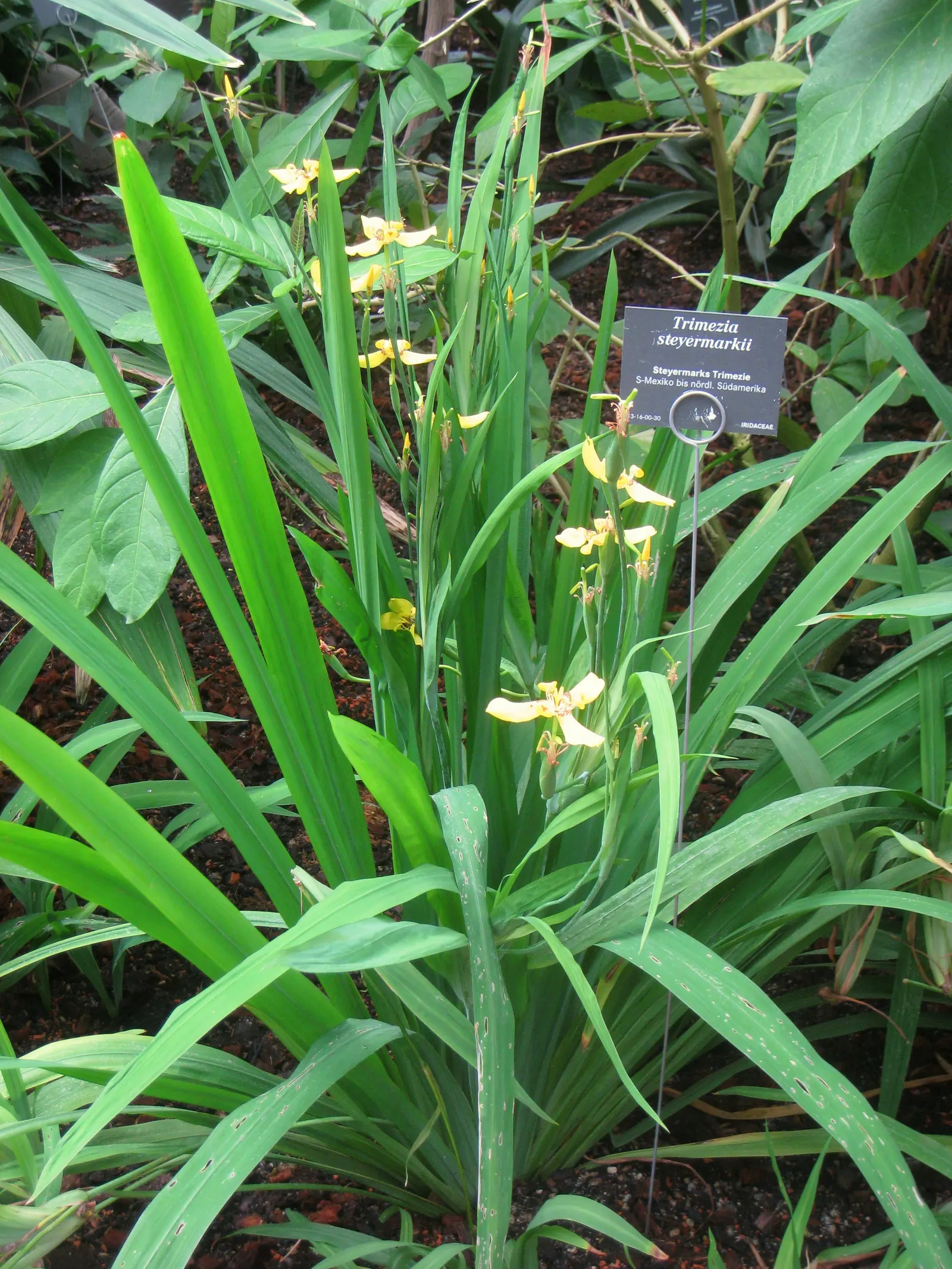 Apostle Plant (Neomarica Caerulea) — grassy clump.<br><br>Providing the Apostle Plant with consistent moisture is vital; in spring, this iris, image 133