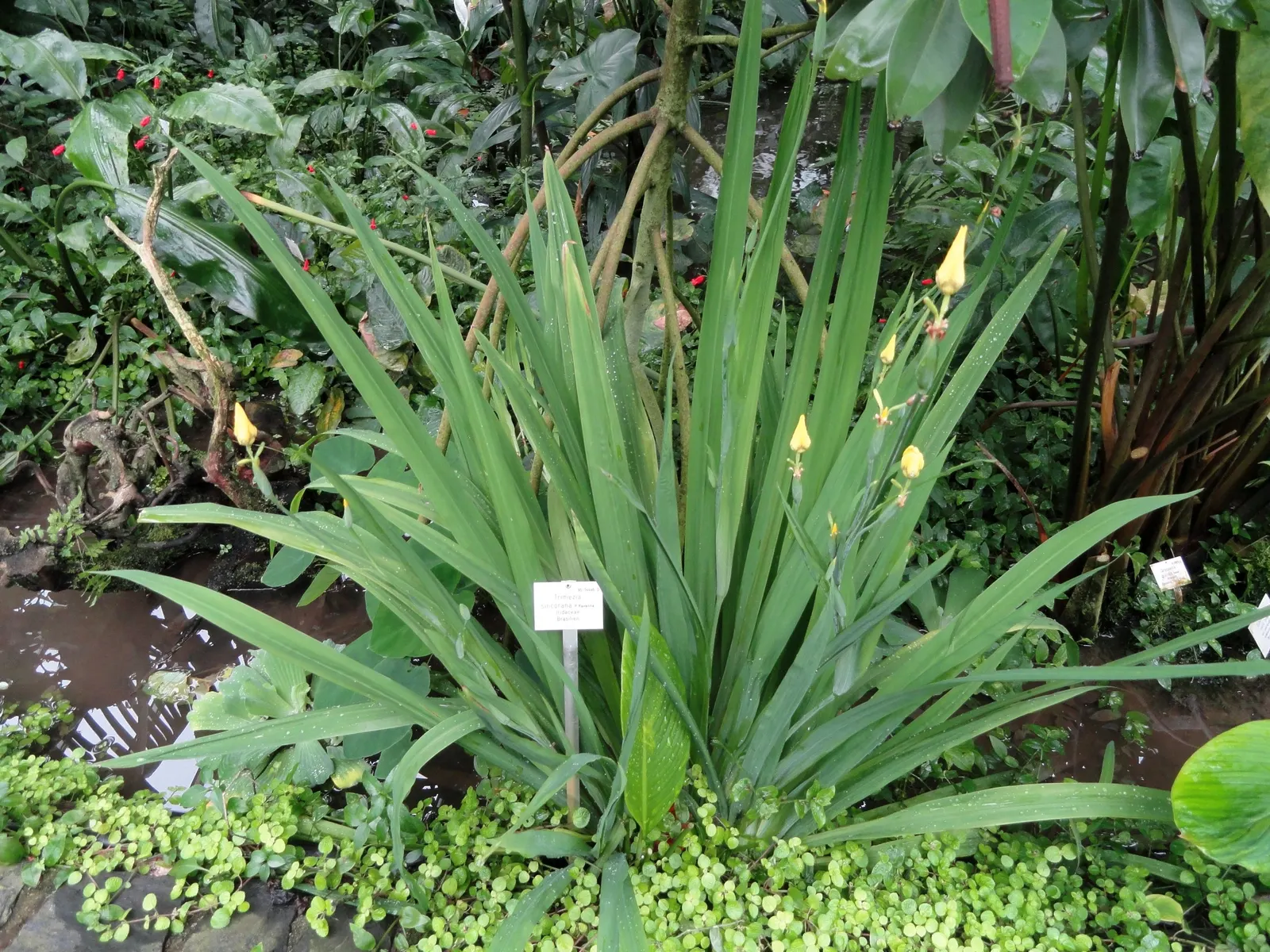 Apostle Plant (Neomarica Caerulea) — is a tropical perennial known for its lush; in spring, this iris relative showcases striking blue to purple, image 85