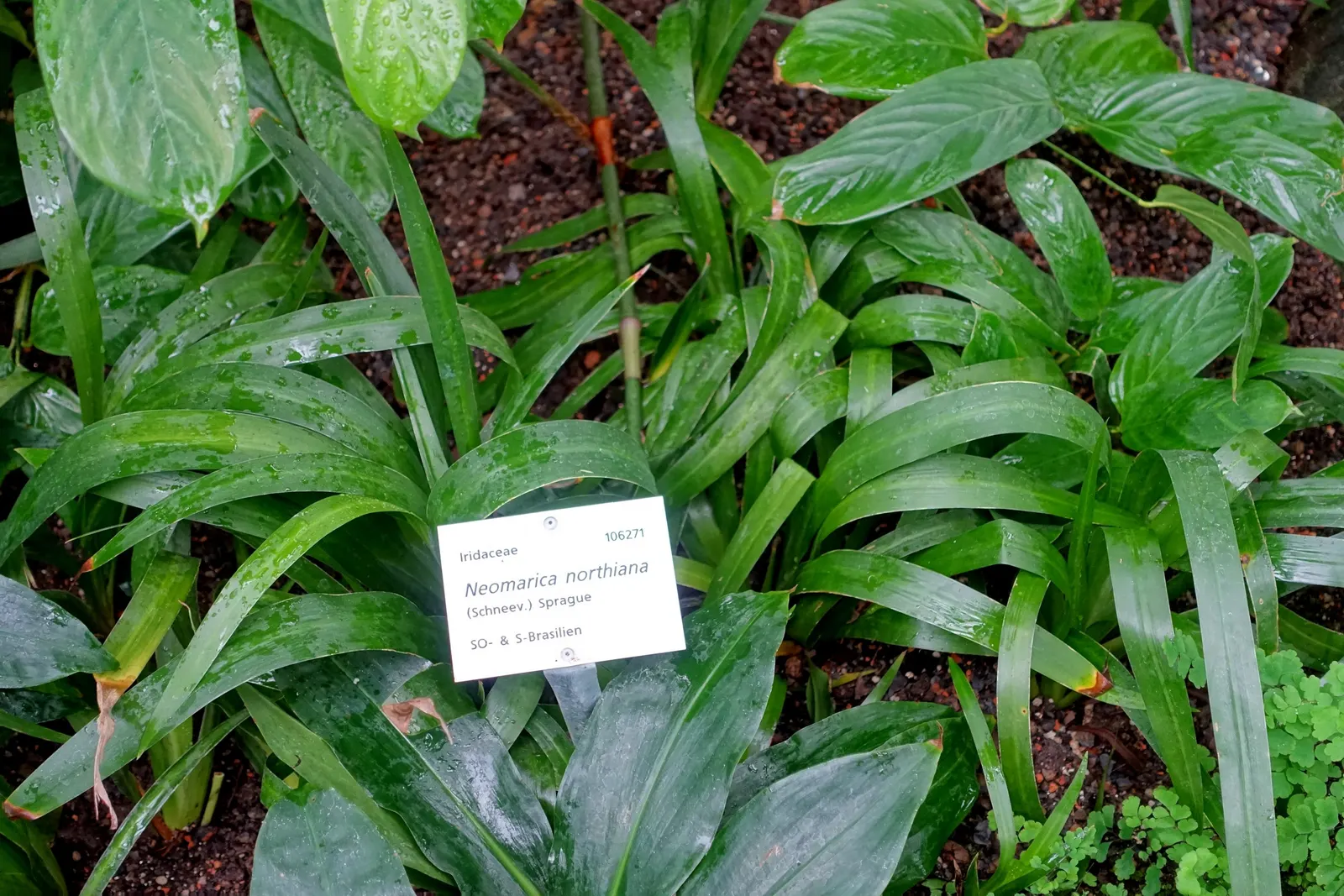 Apostle Plant (Neomarica Caerulea) — grassy clump.<br><br>Providing the Apostle Plant with consistent moisture is vital; in spring, this iris relative