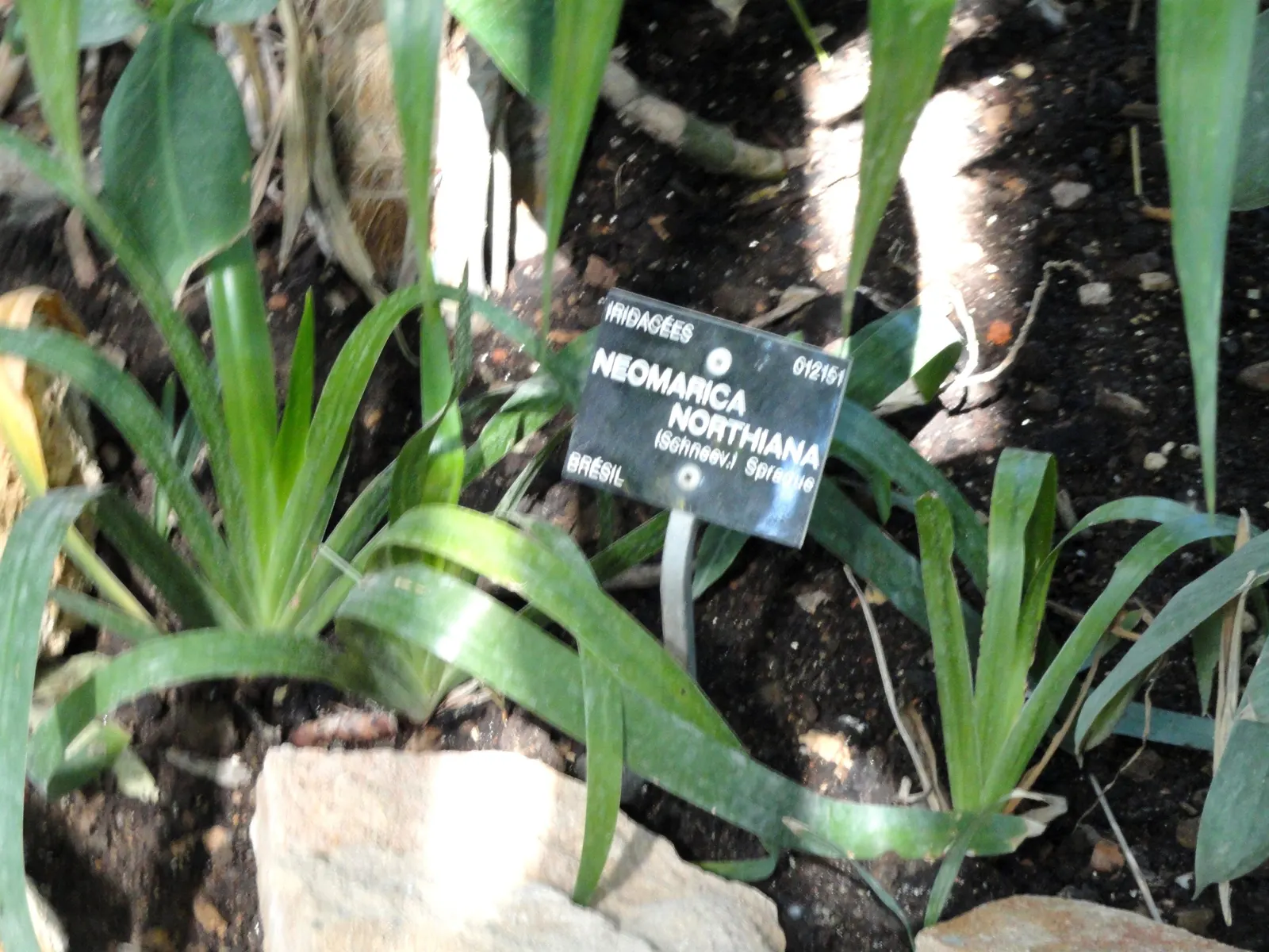 Apostle Plant (Neomarica Caerulea) — Blooms typically appear in the spring and summer, presenting a showy display; it thrives in partial to full, image 102