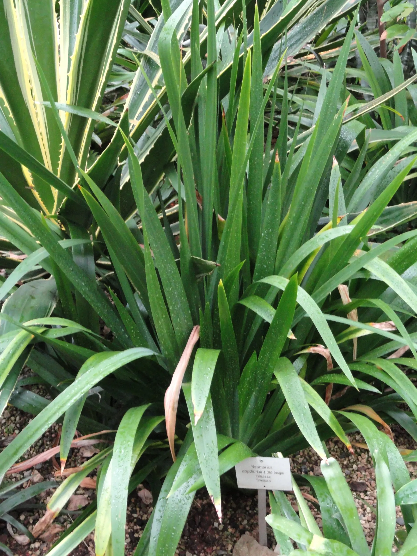 Apostle Plant (Neomarica Caerulea) — making it a low-maintenance choice for the discerning gardener