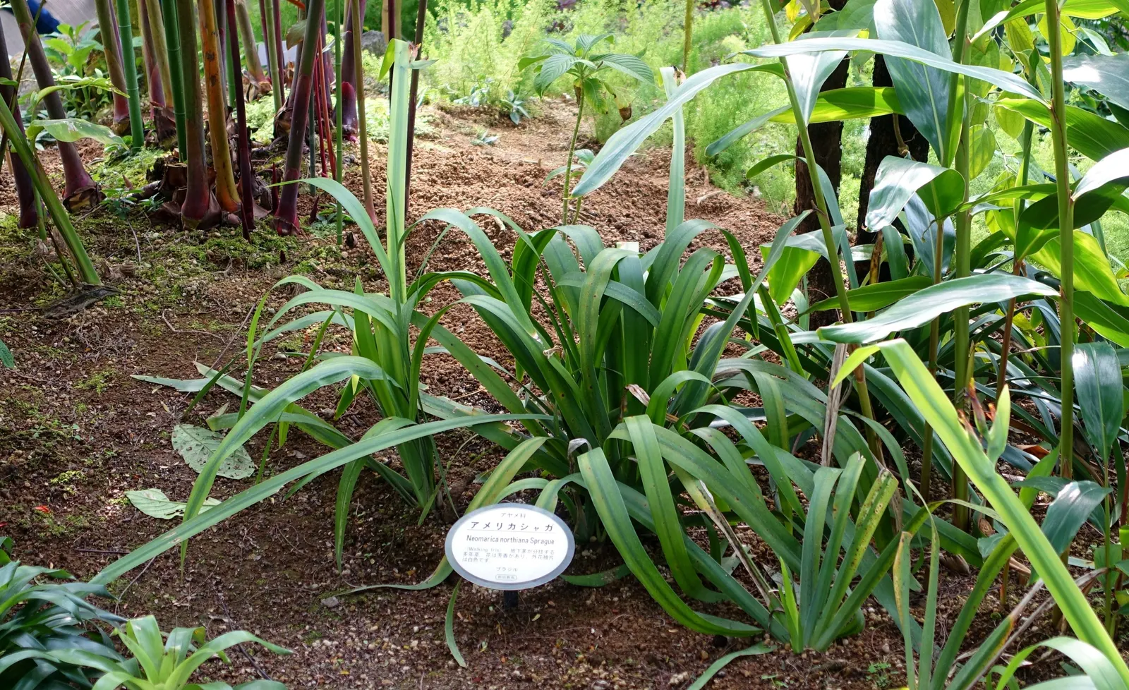 Apostle Plant (Neomarica Caerulea) — The Apostle Plant requires well-draining soil; it thrives in partial to full shade, image 70