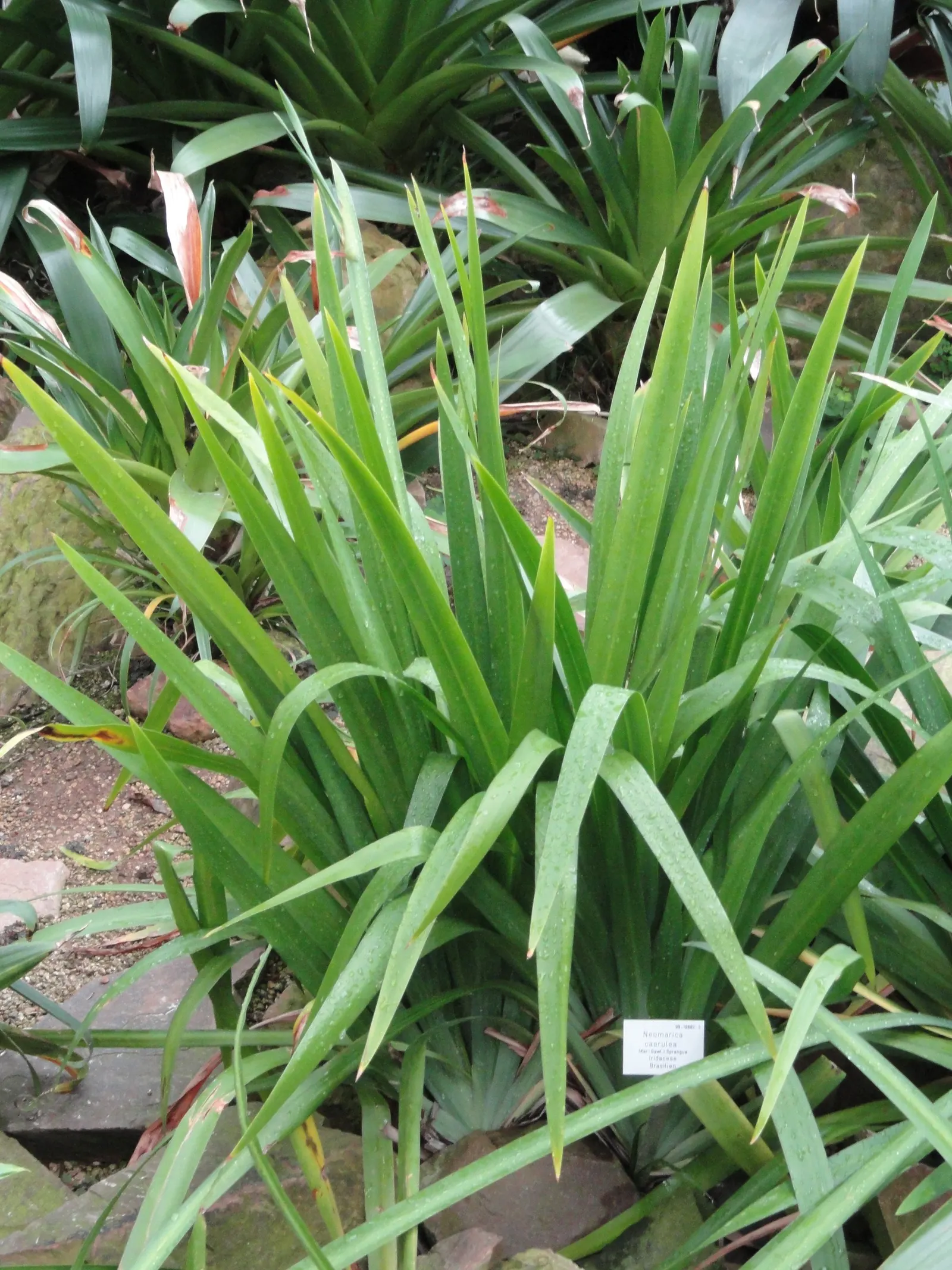 Apostle Plant (Neomarica Caerulea) — is a tropical perennial known for its lush; in spring, this iris relative showcases striking blue to purple blooms with