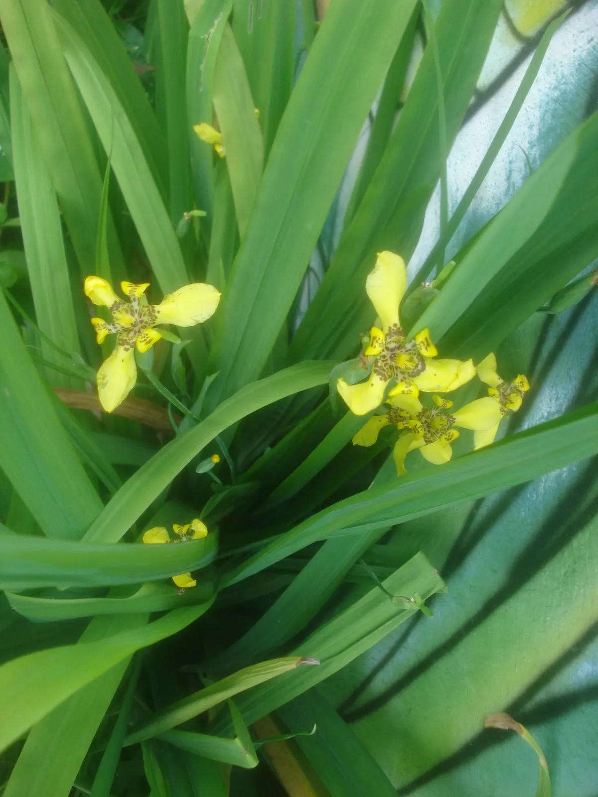 Apostle Plant (Neomarica Caerulea) — Native to the tropical regions of Central and South America, it flourishes in USDA hardiness zones 9 to 11; in, image 149