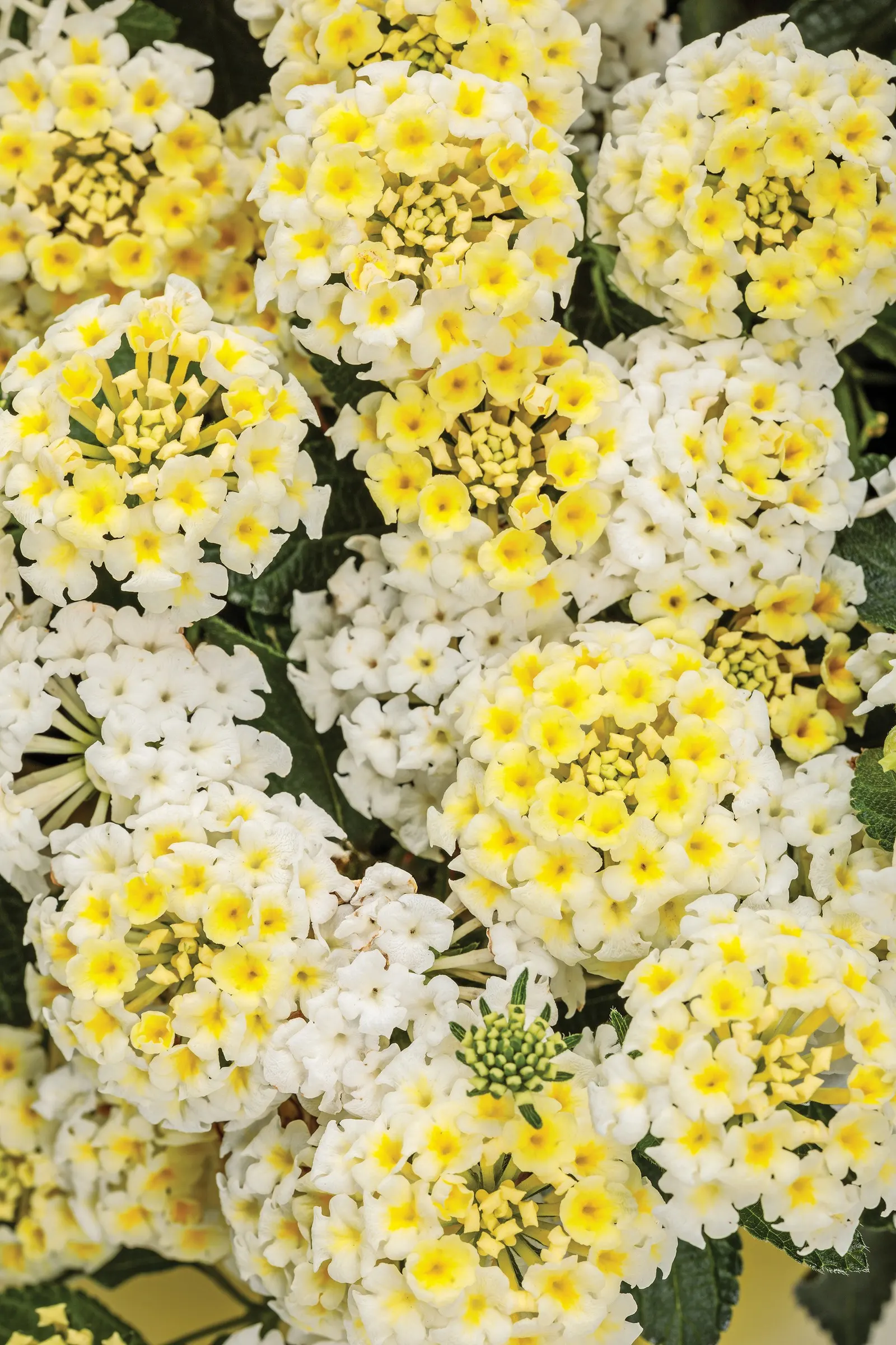 Vanilla Breeze™ Lantana (Lantana camara) — Proven Winners - Luscious® Vanilla Breeze™ - Lantana camara white yellow open yellow