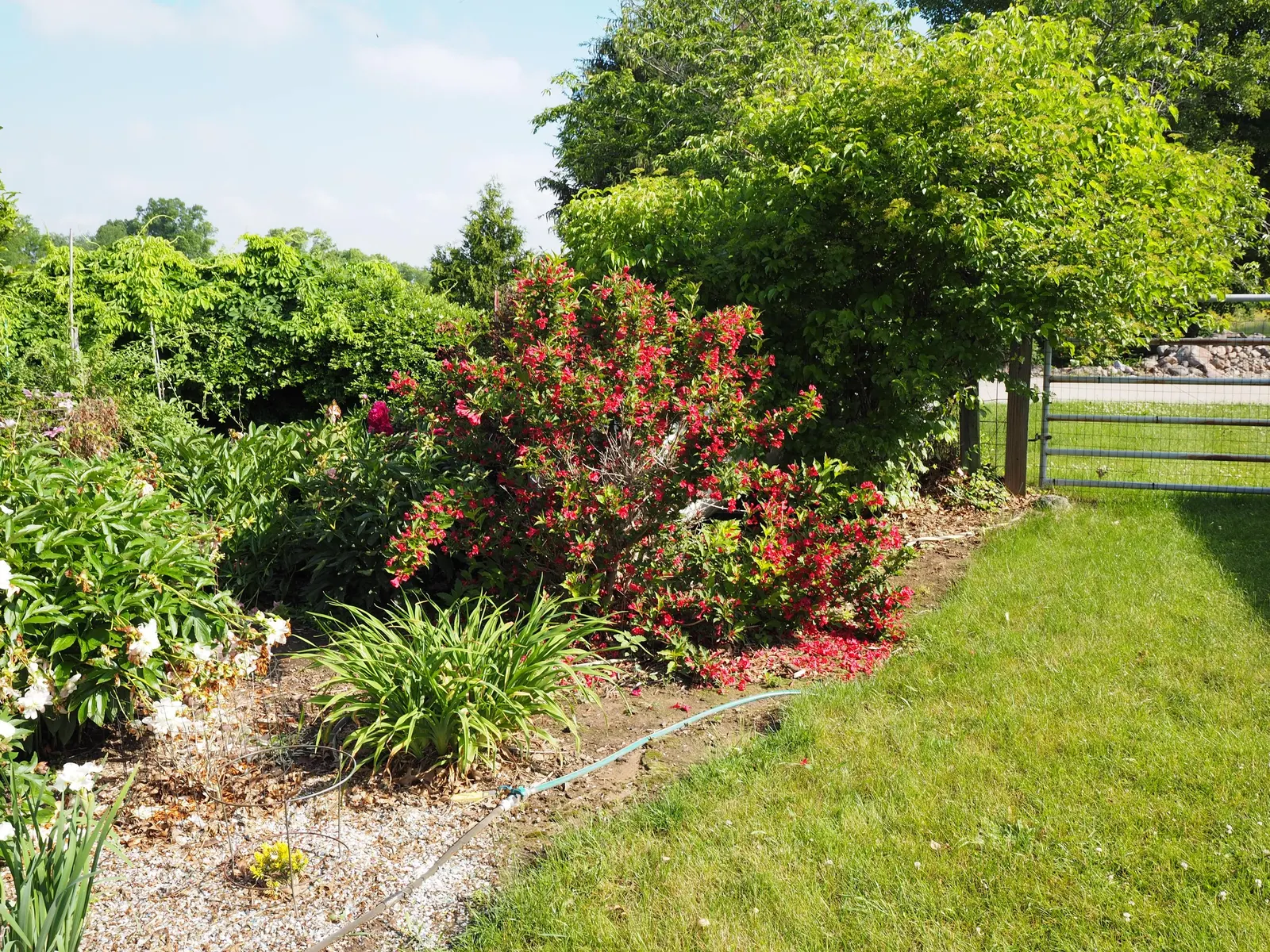 Red Prince Weigela (Weigela Florida 'Red Prince') — fiery red blooms in late spring with sporadic reblooming until frost