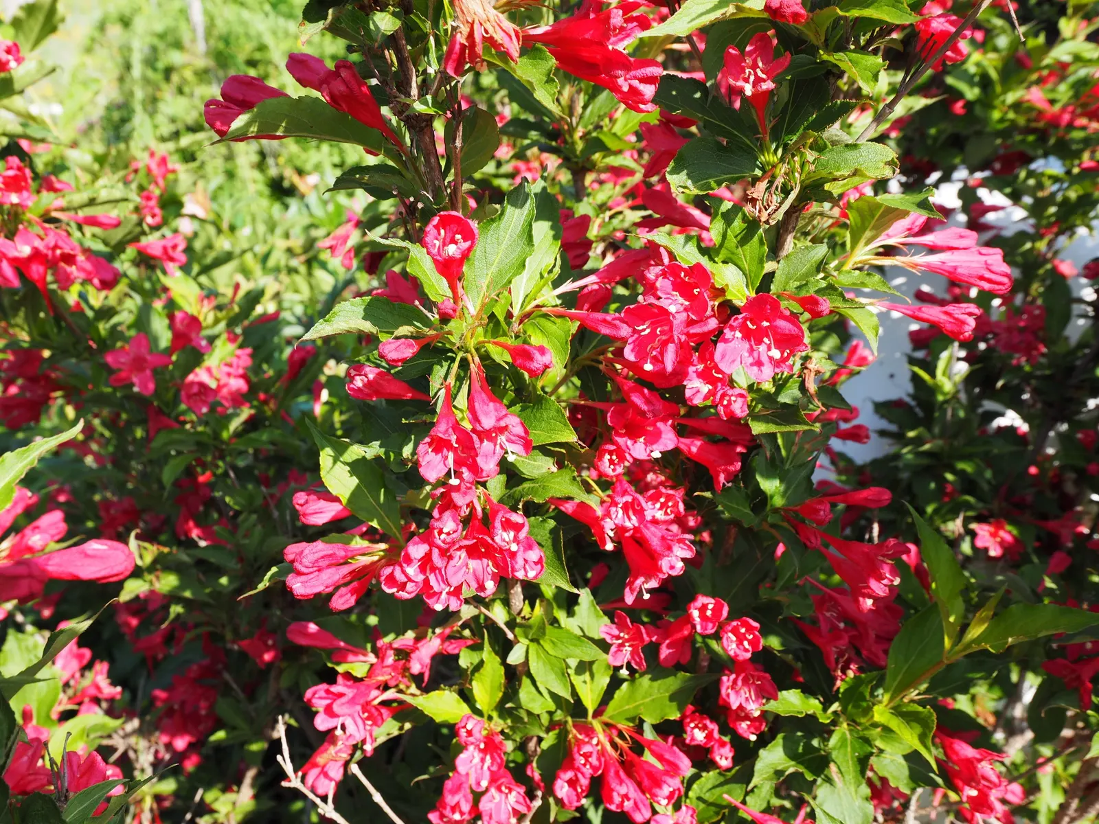 Red Prince Weigela (Weigela Florida 'Red Prince') — This hardy plant reaches 5 to 6 feet in height and width, thriving in full sun to part shade