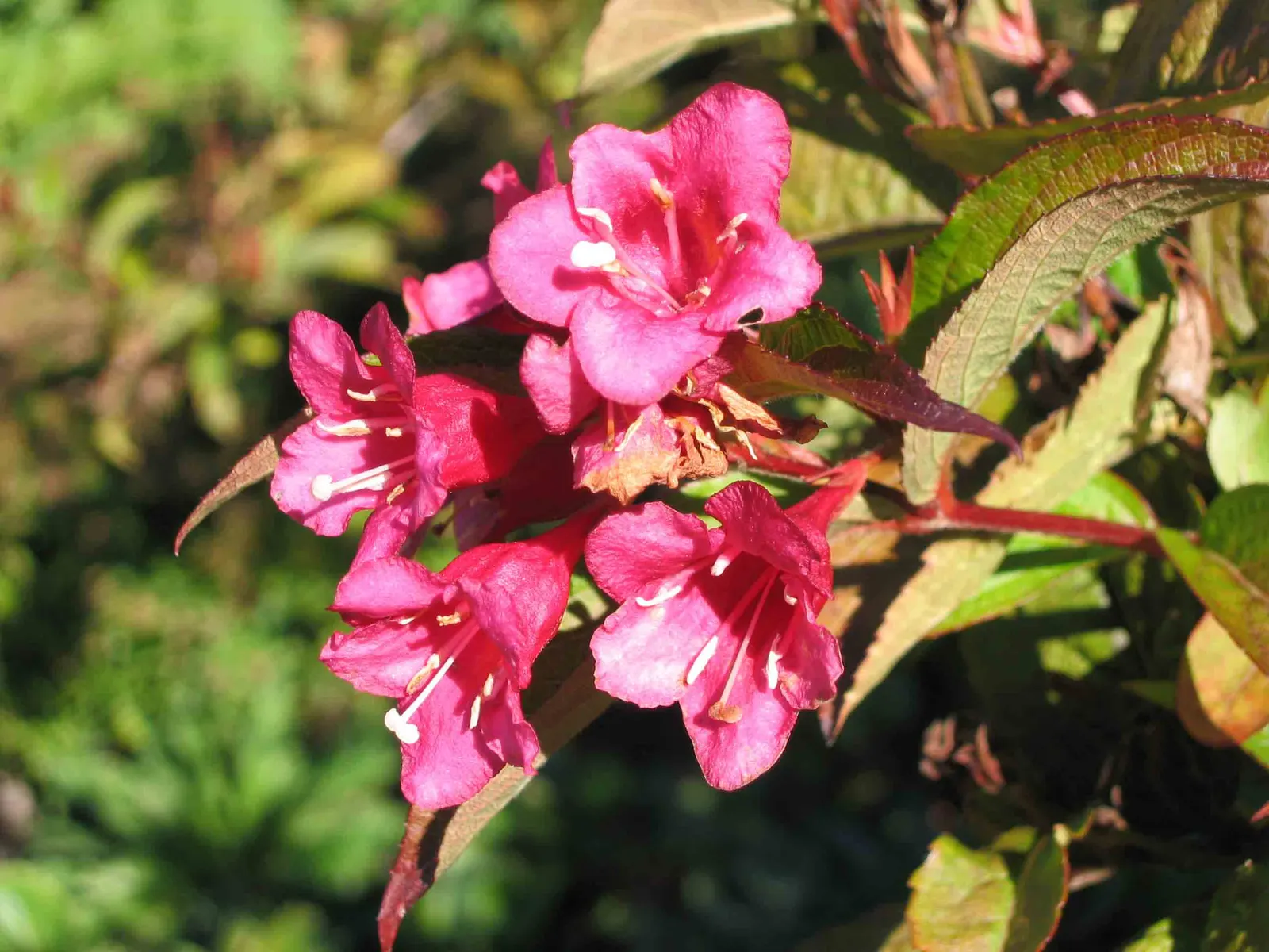 Red Prince Weigela (Weigela Florida 'Red Prince') — deciduous shrub featuring trumpet-shaped
