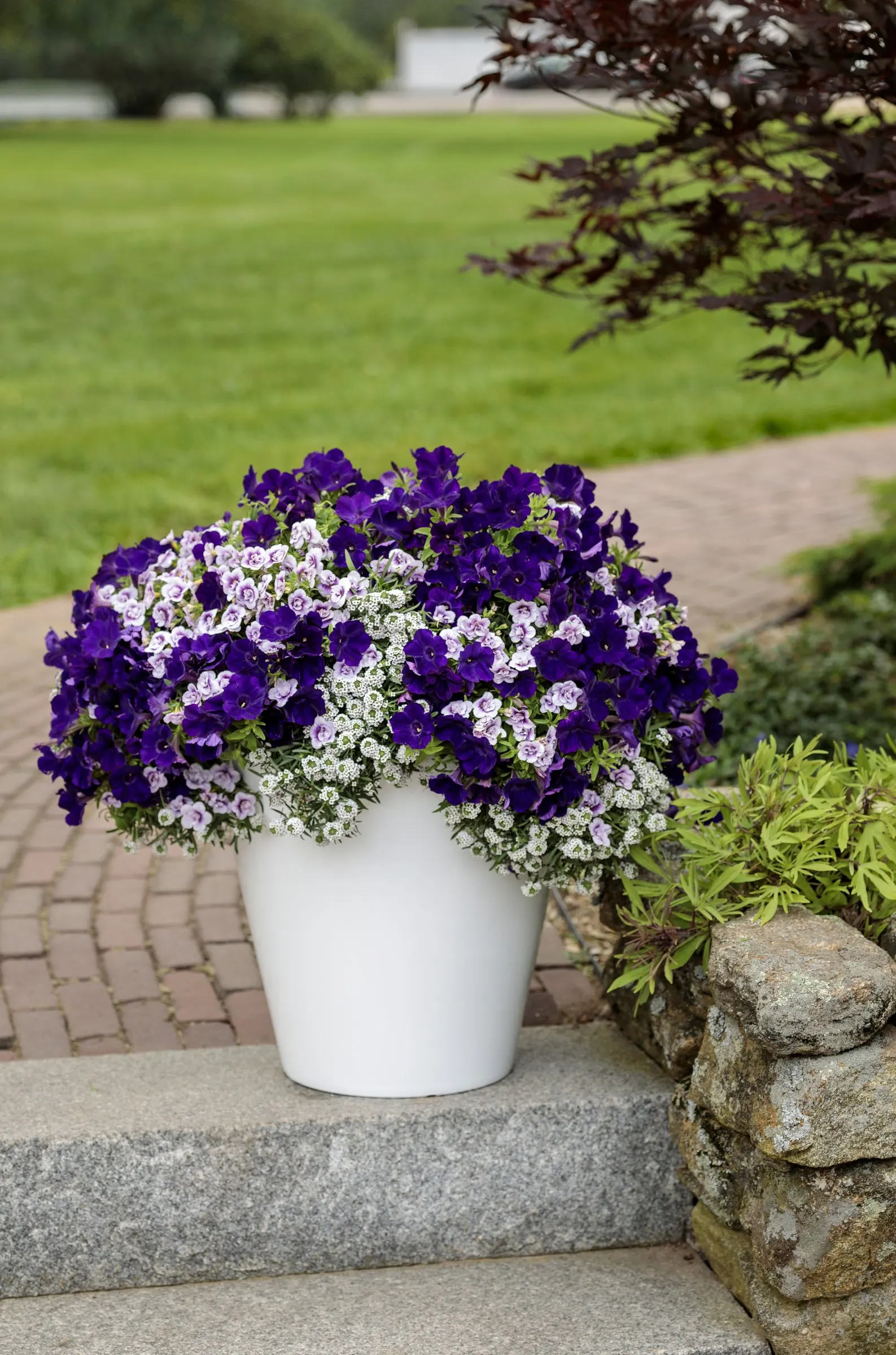 Blushing Princess® Sweet Alyssum (Lobularia) — use applications of a well-balanced
